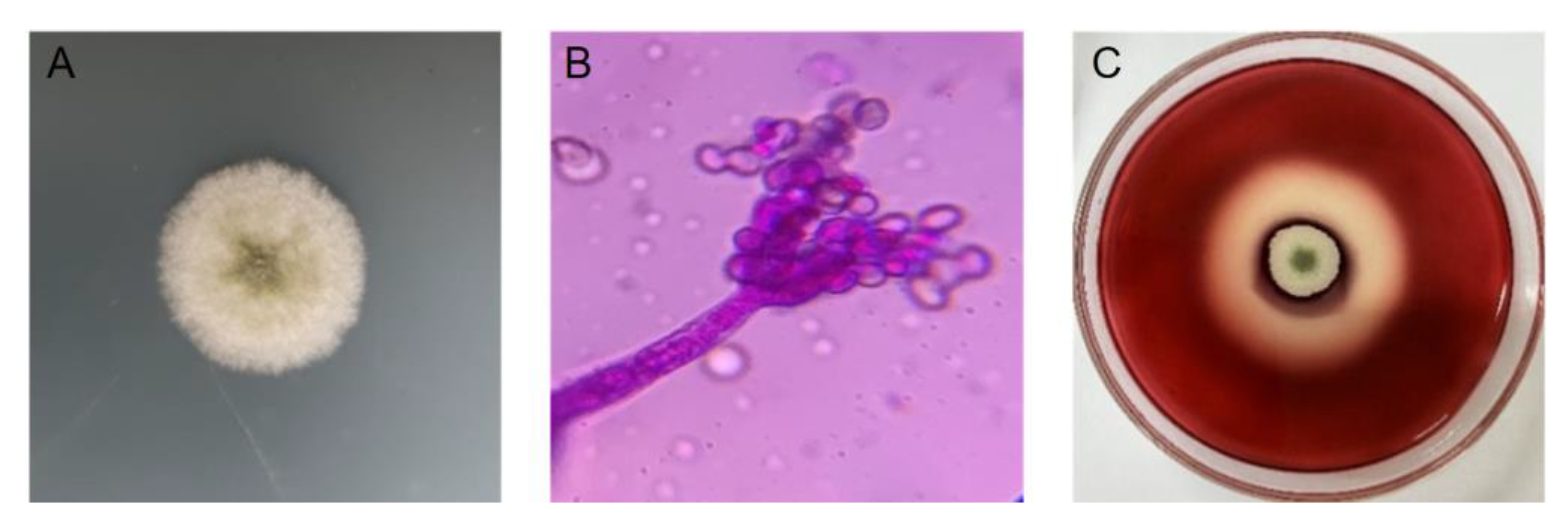 Catalysts 15 01150 g001
