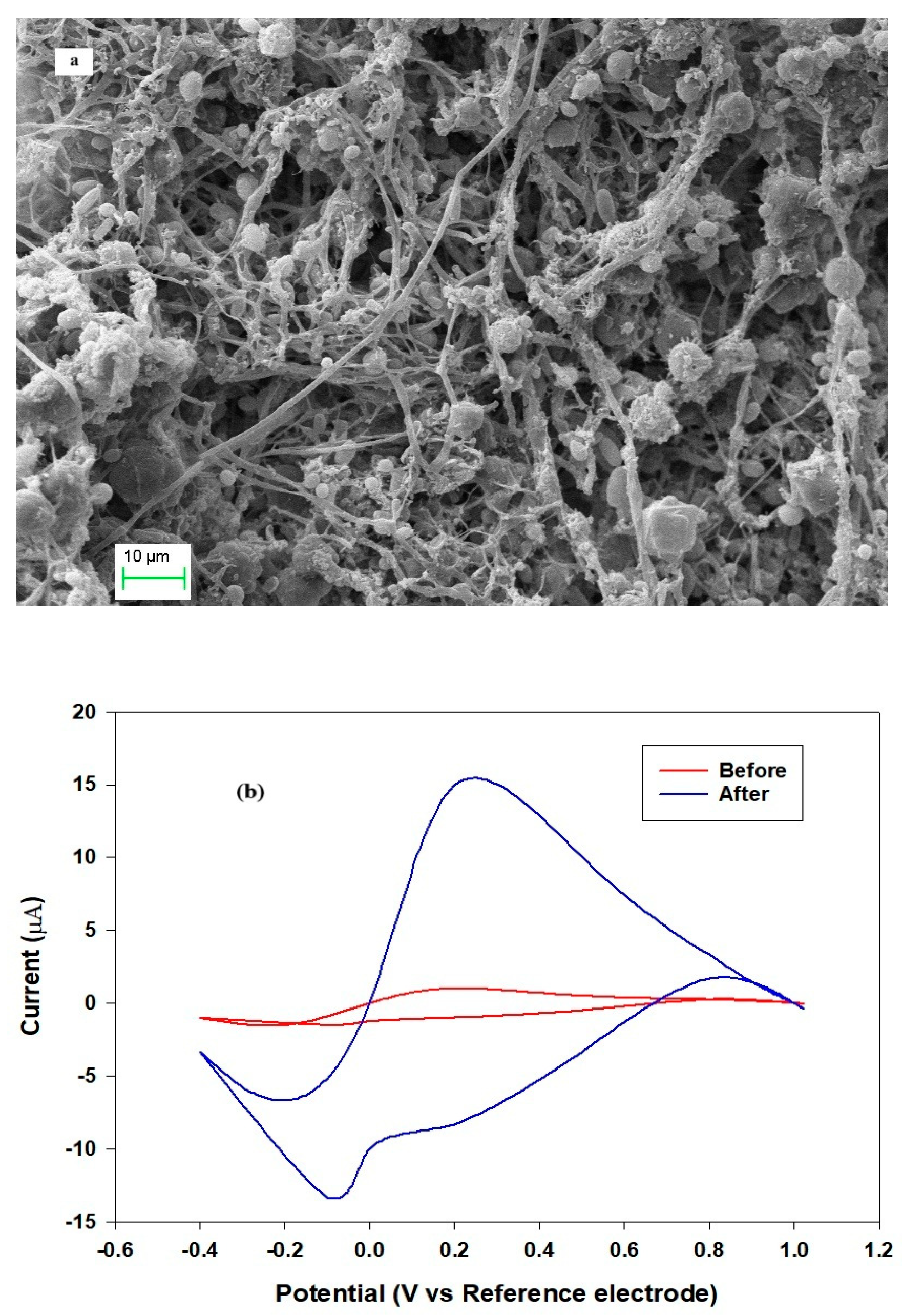 Catalysts 15 01153 g001