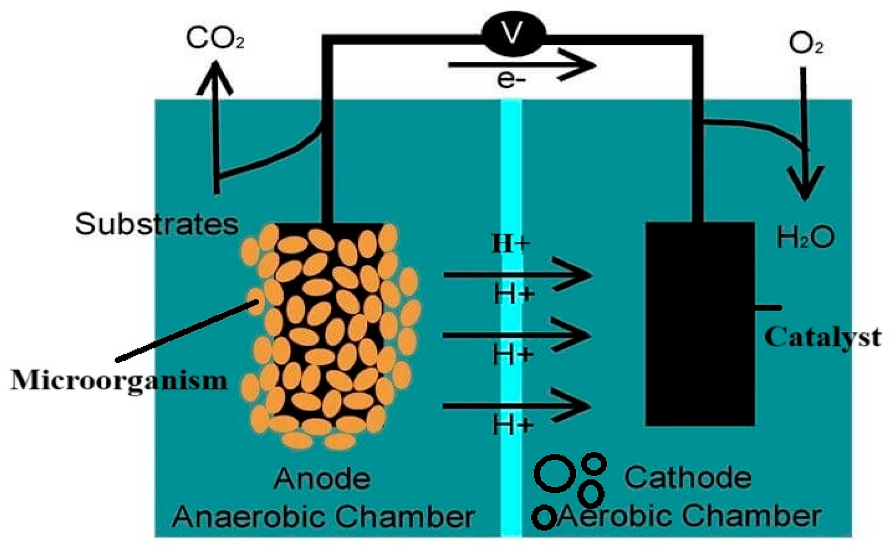 Catalysts 15 01153 g009