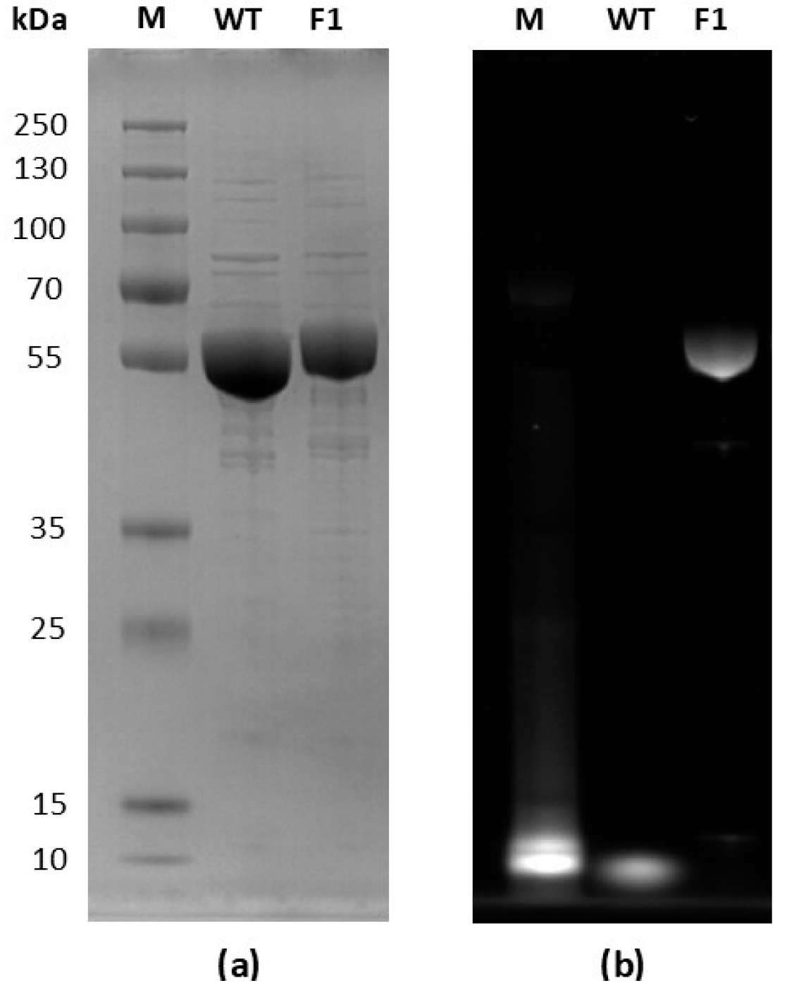 Catalysts 16 00042 g002