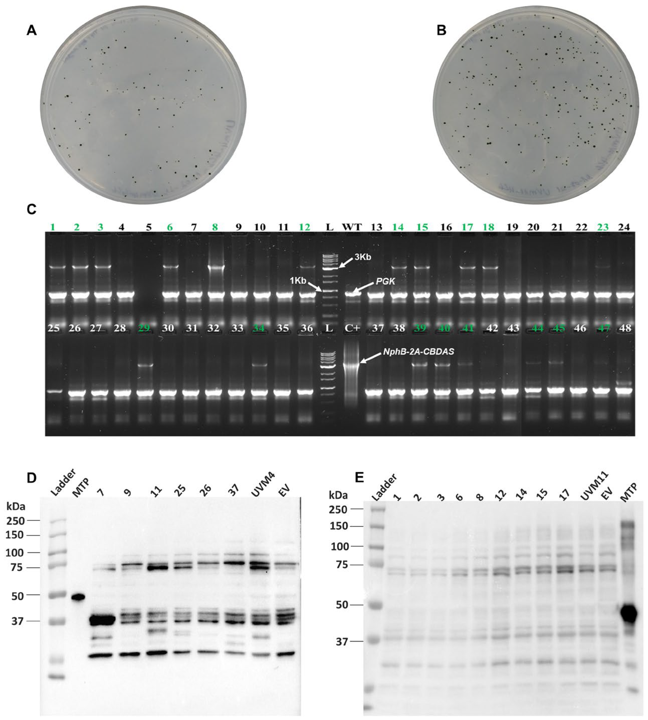Catalysts 16 00346 g0a6