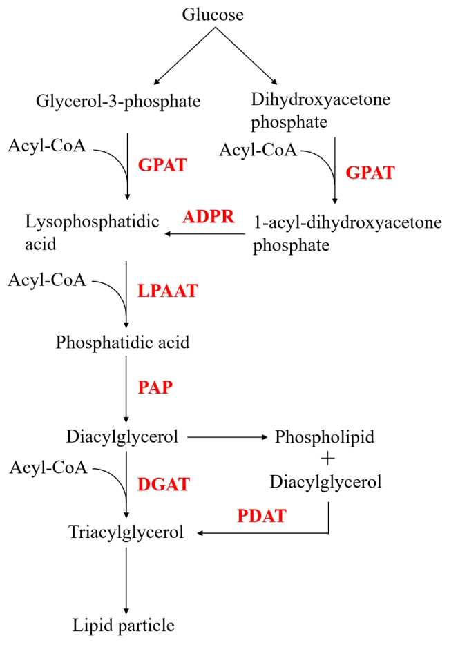 Catalysts 16 00471 g002