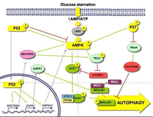 Cells | Free Full-Text | Regulation of Autophagy by Glucose in 