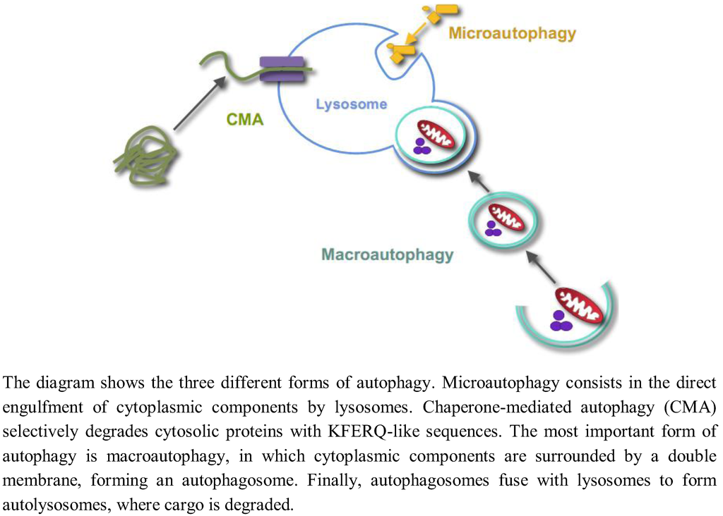 Regulation of Autophagy by Glucose in Mammalian Cells Regulation of Autophagy by Glucose in Mammalian Cells