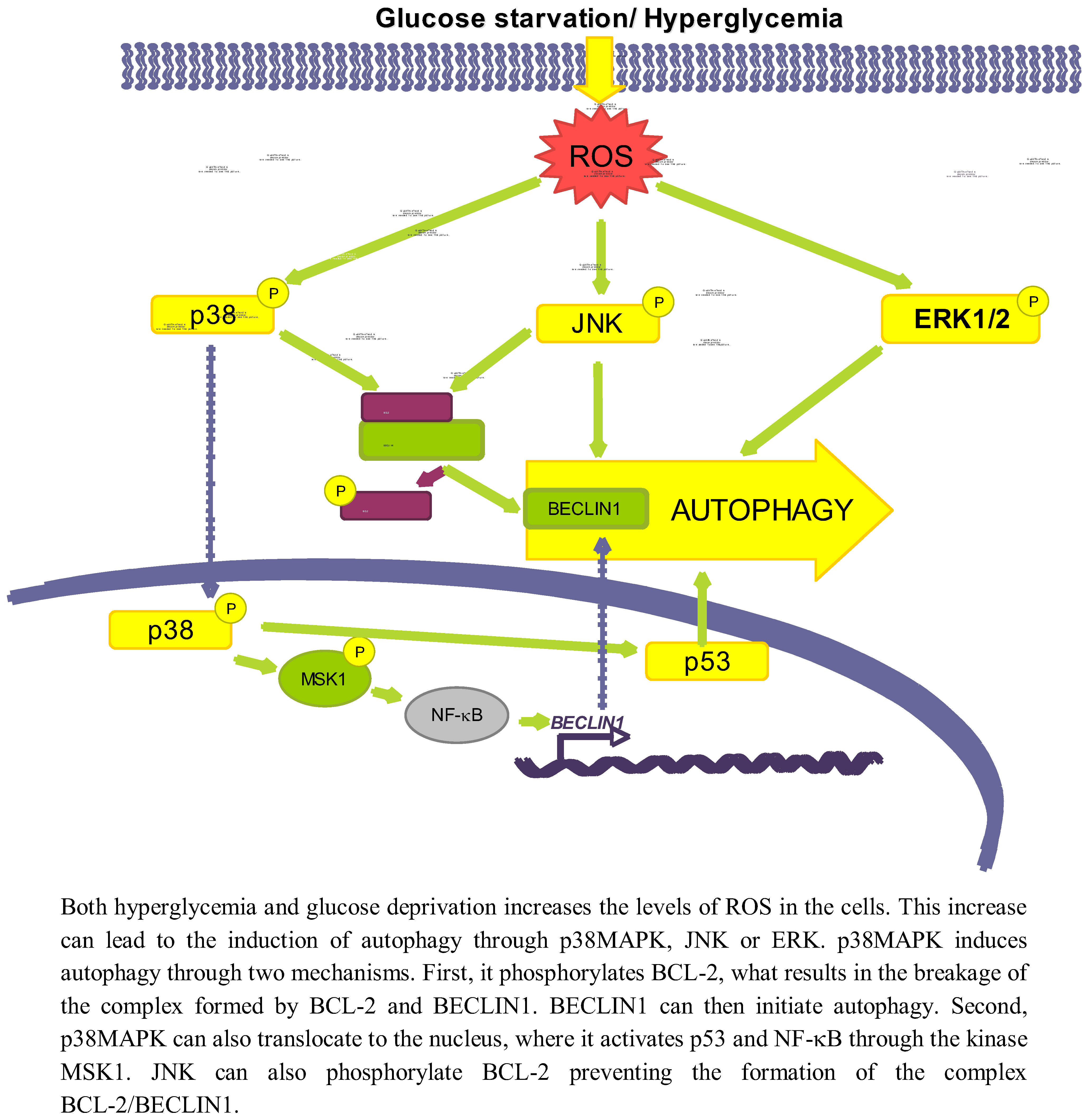 Cells | Free Full-Text | Regulation of Autophagy by Glucose in 