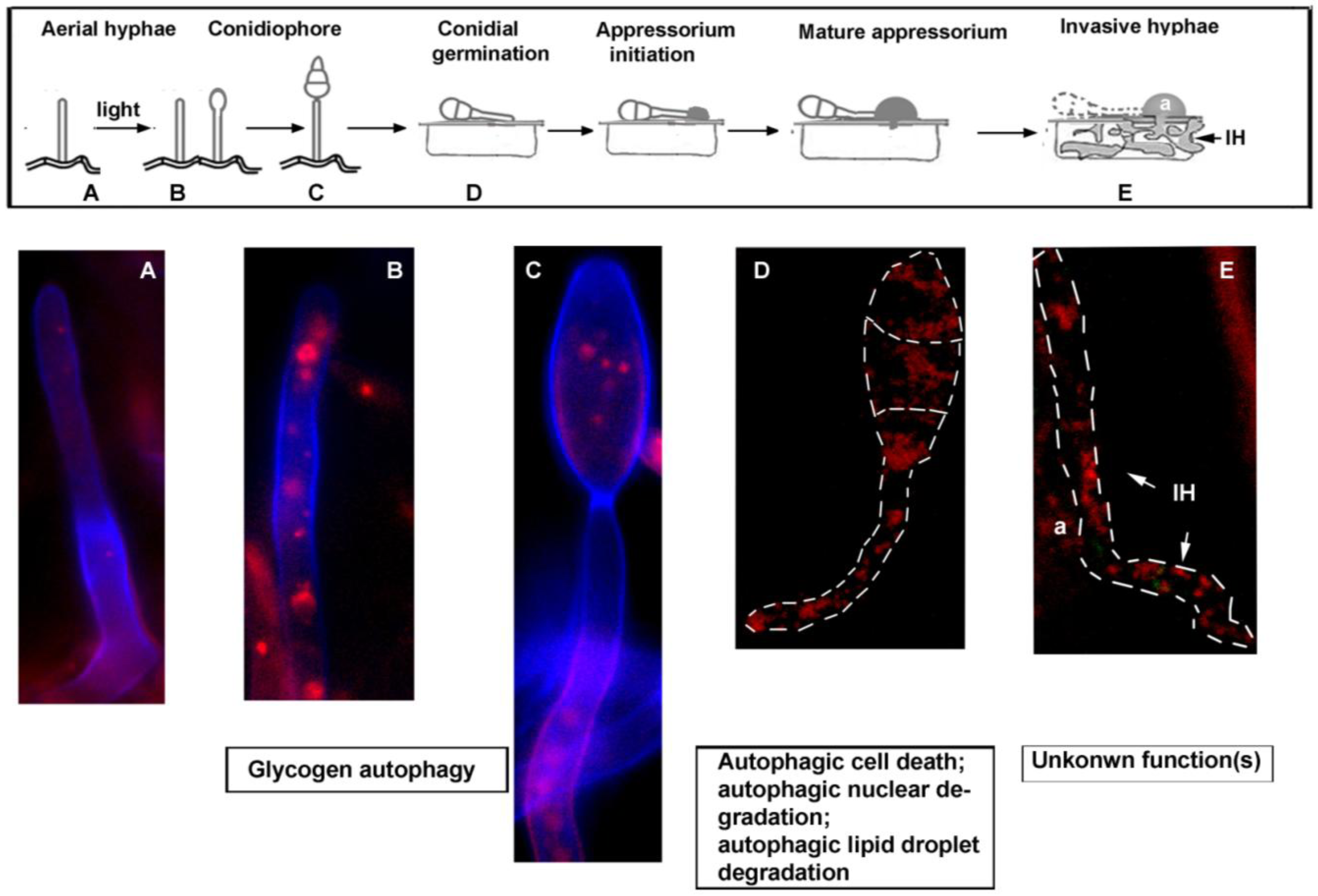 Cells 01 00449 g001