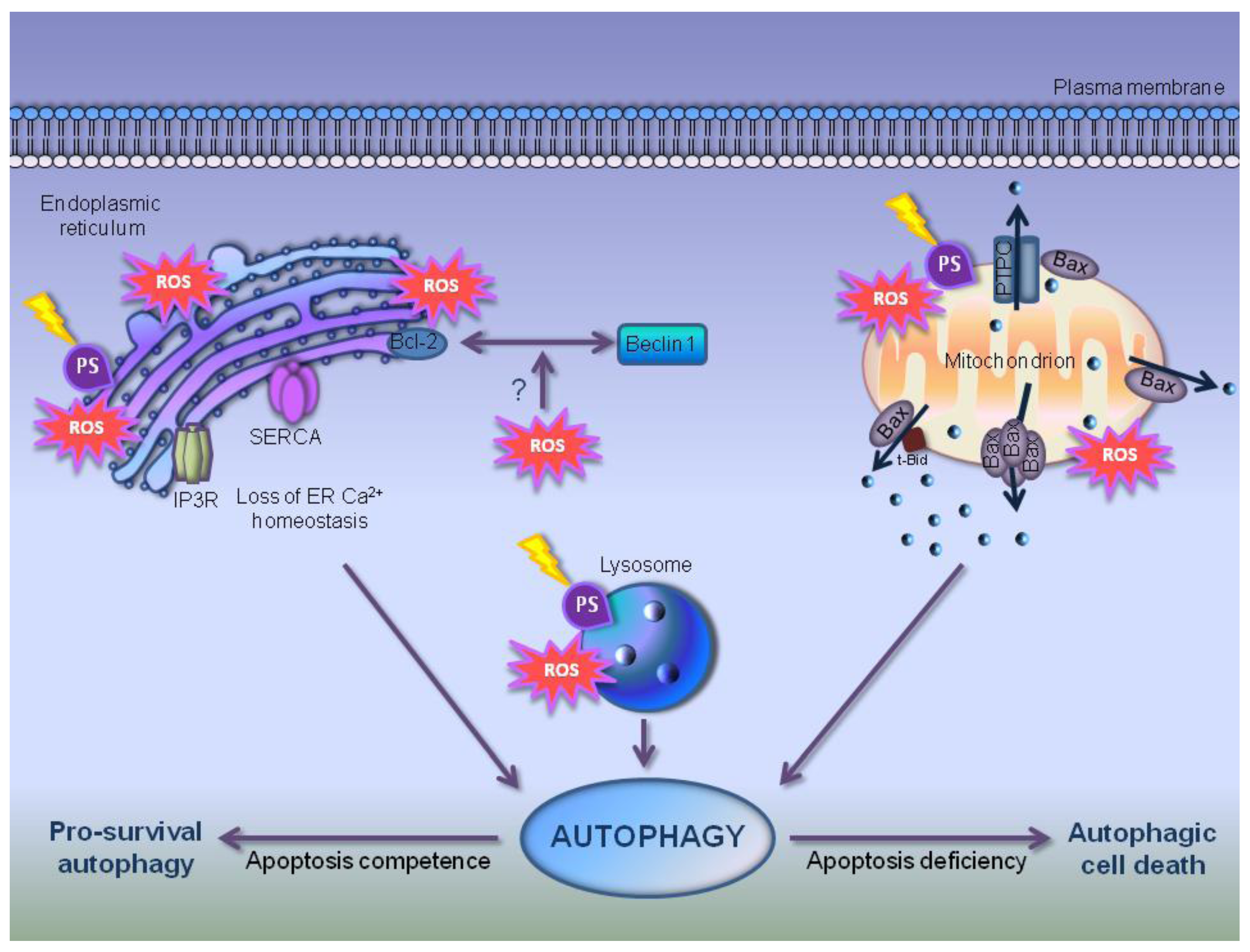 Cells 01 00464 g003 1024