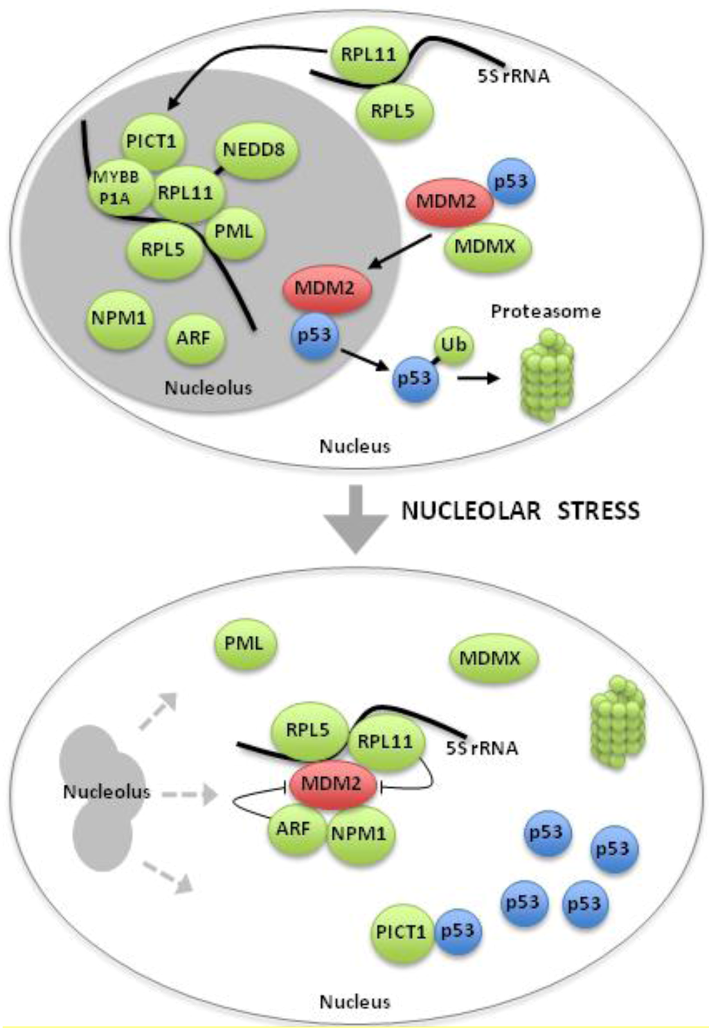 Cells | Free Full-Text | p53 -Dependent and -Independent Nucleolar