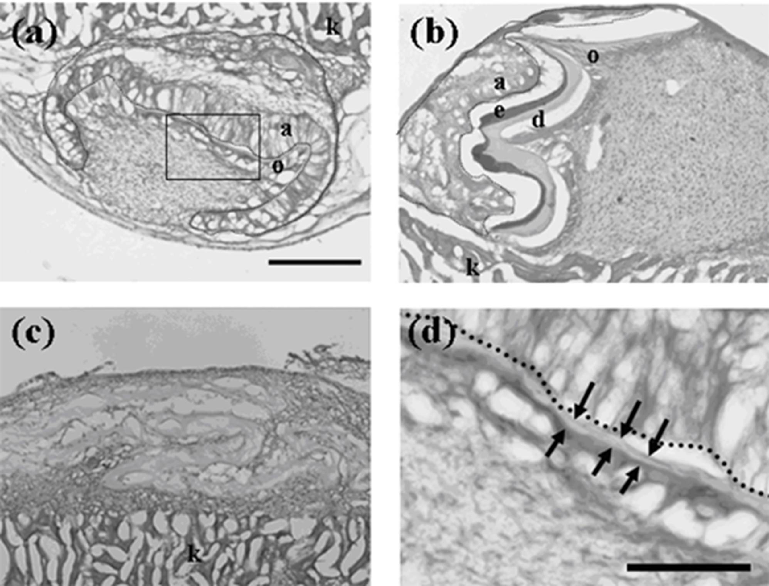 Cells 01 00905 g001