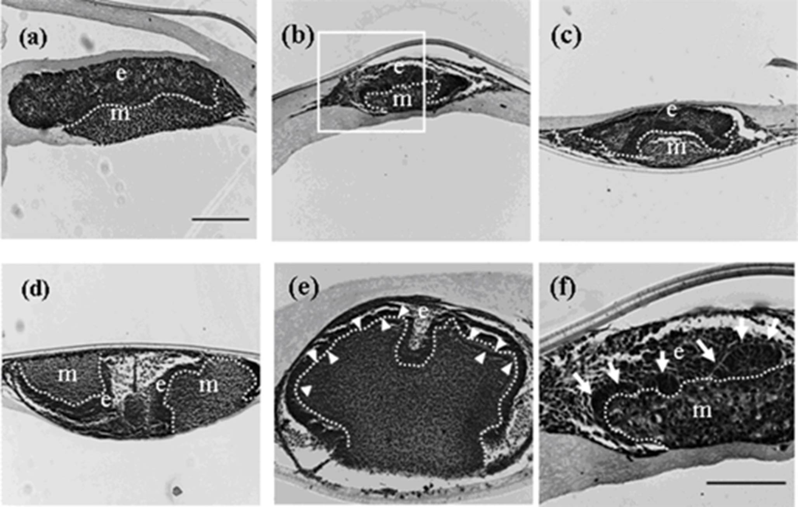 Cells 01 00905 g002