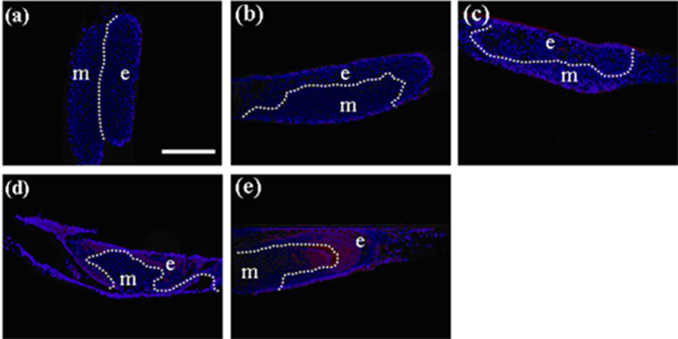 Cells 01 00905 g003