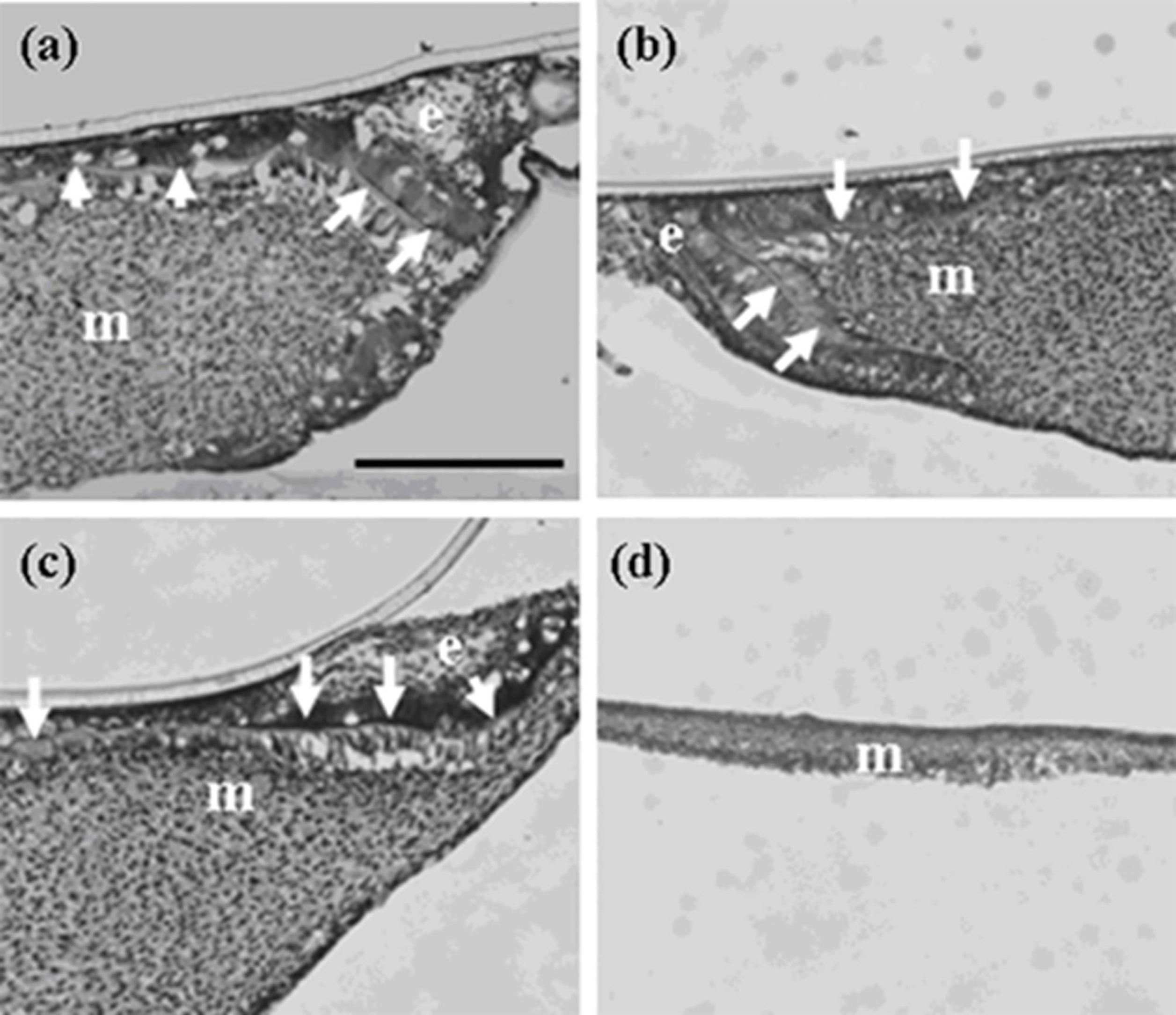 Cells 01 00905 g004