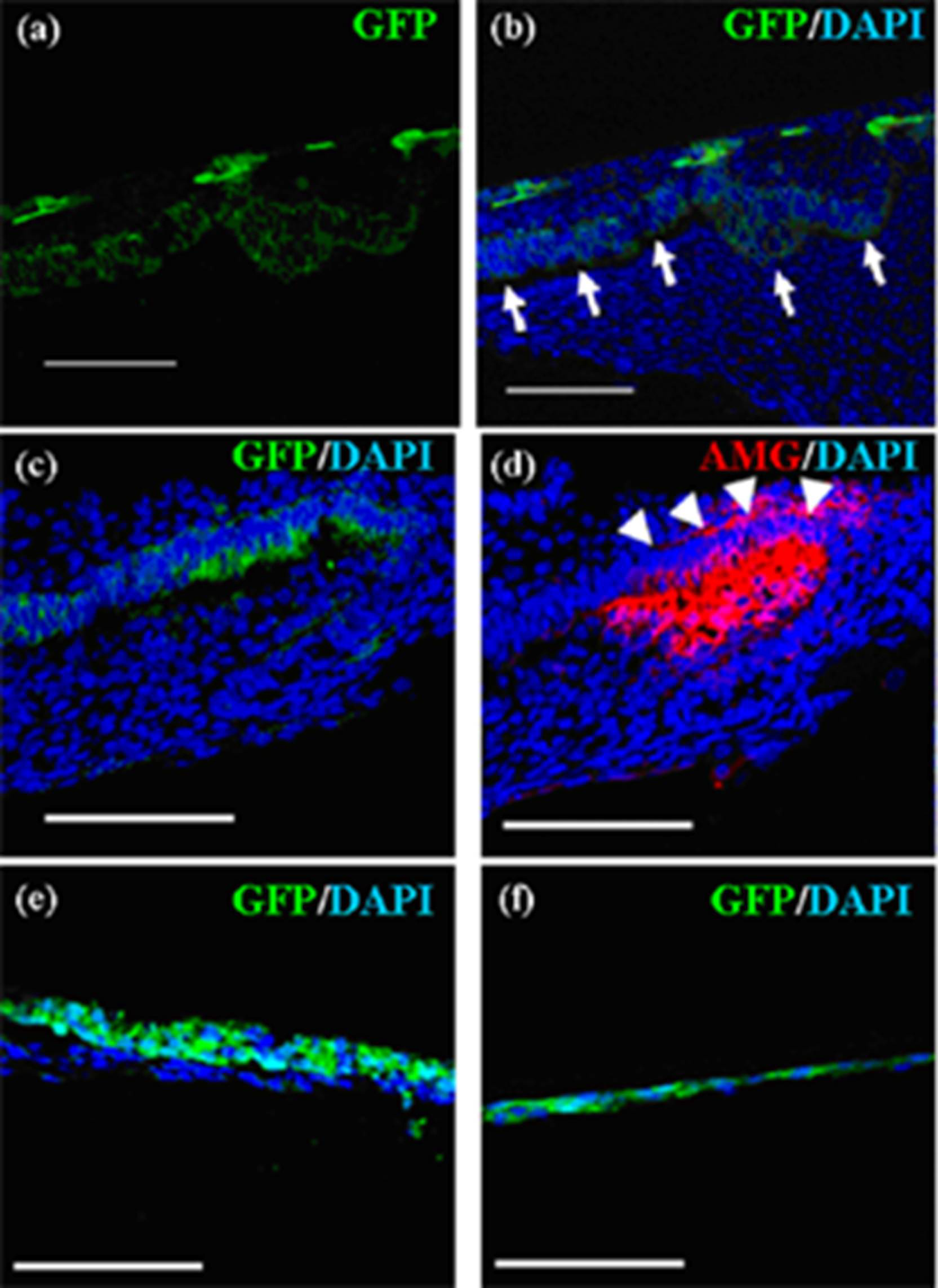 Cells 01 00905 g005