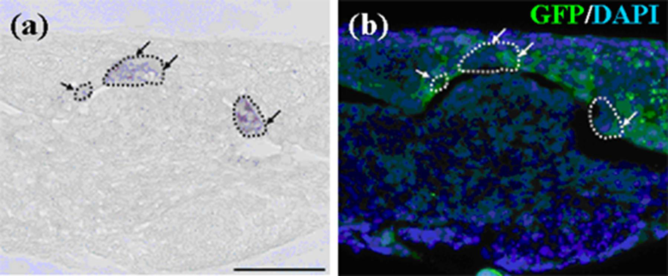 Cells 01 00905 g006