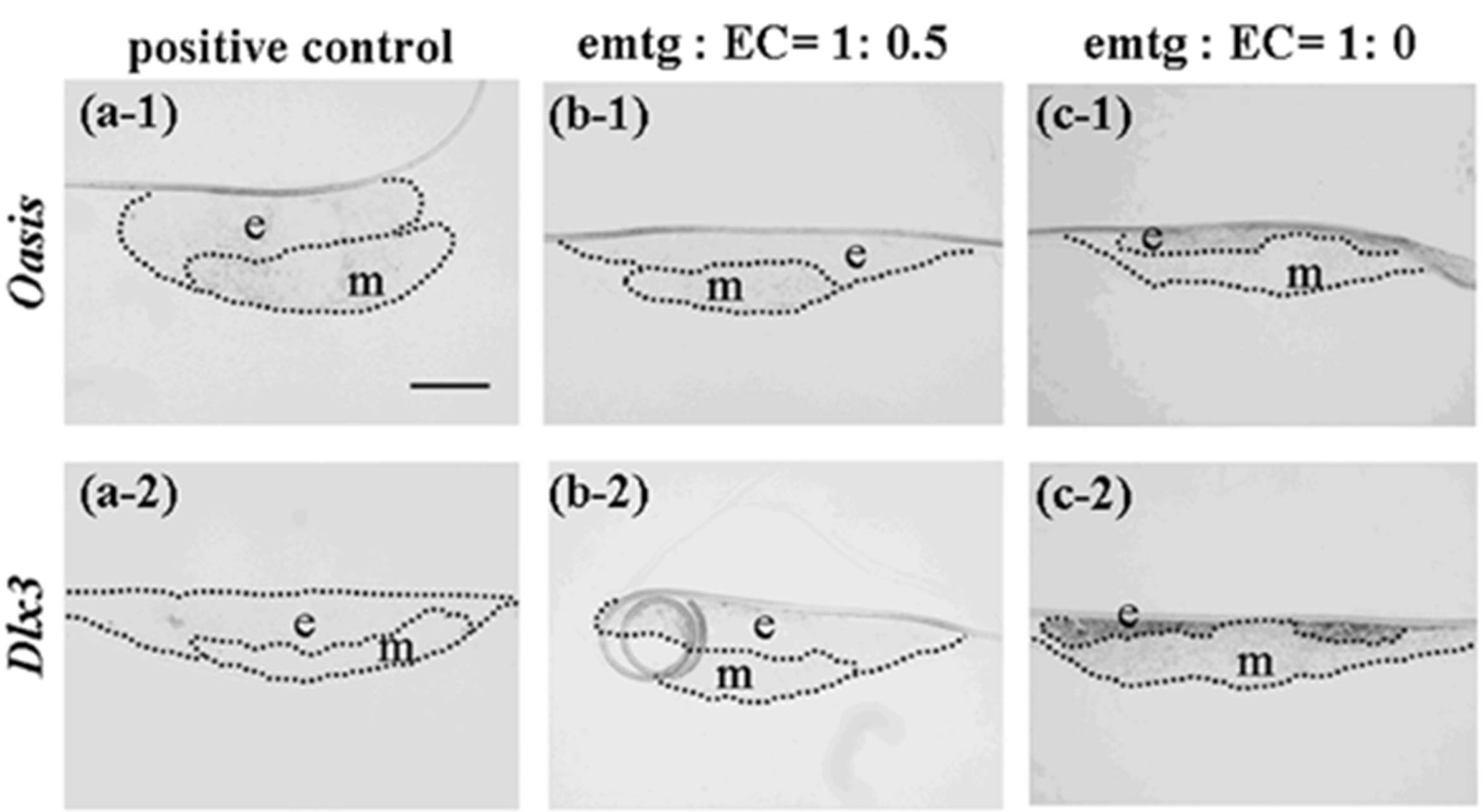 Cells 01 00905 g011