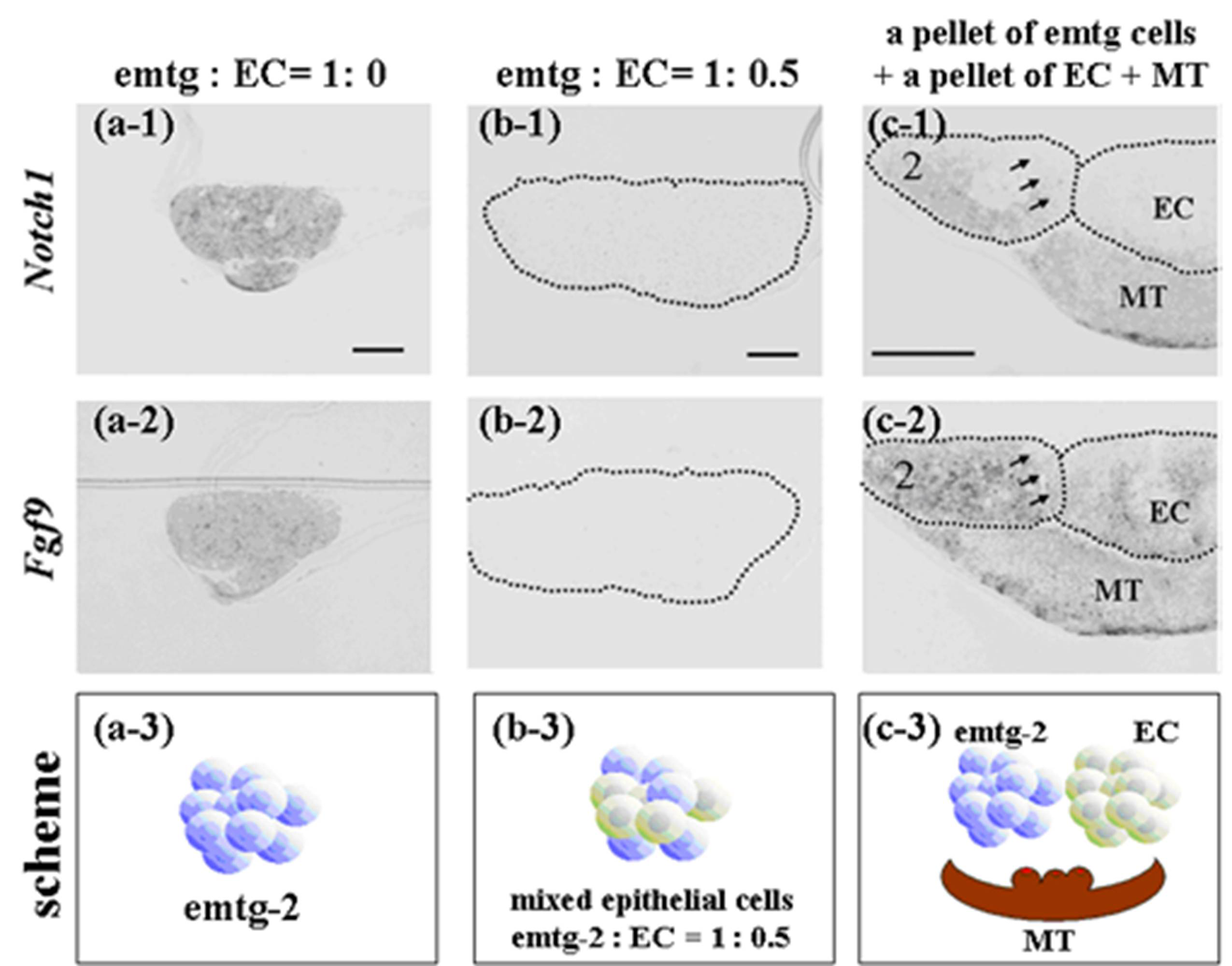 Cells 01 00905 g012