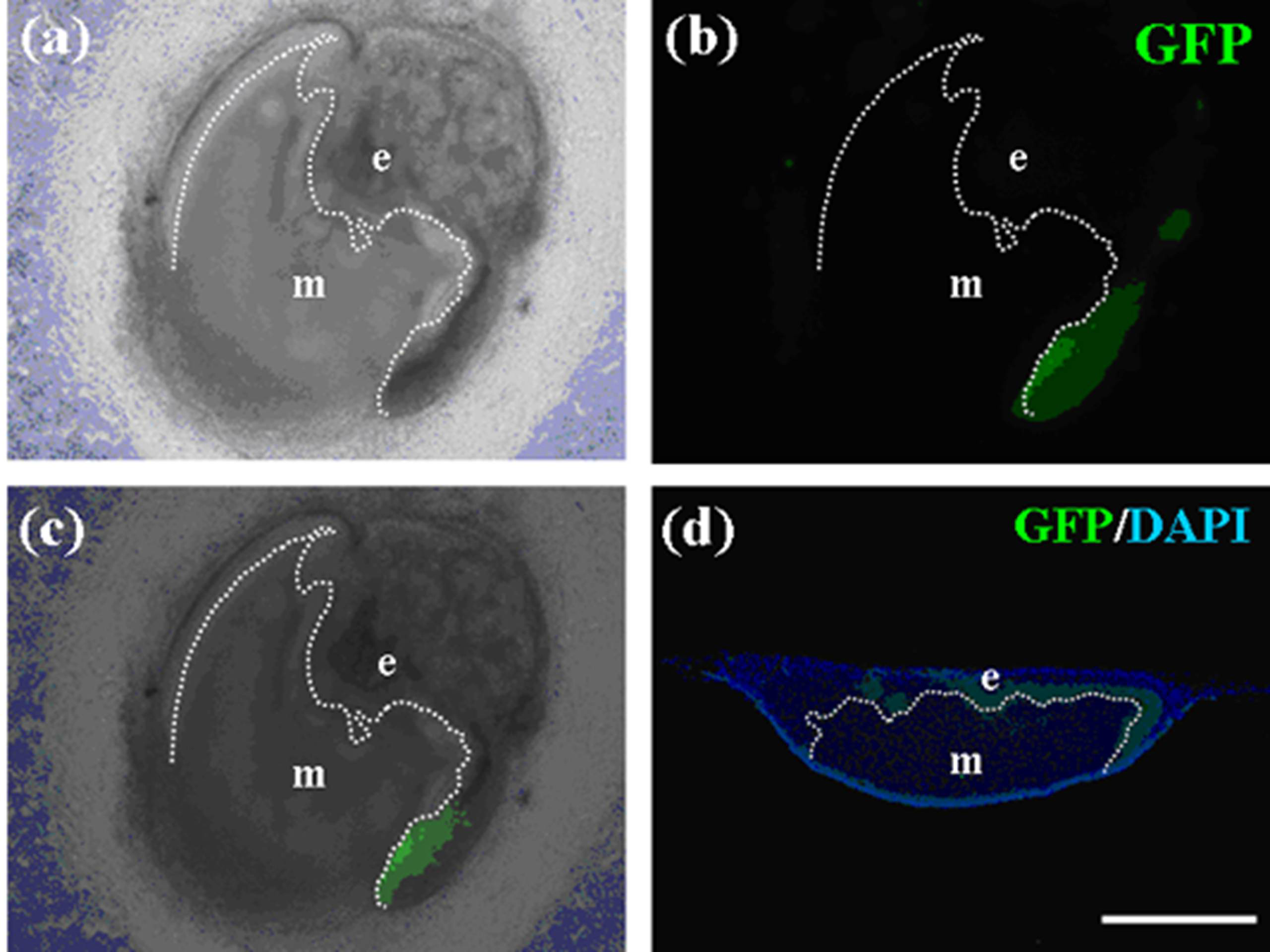 Cells 01 00905 g013