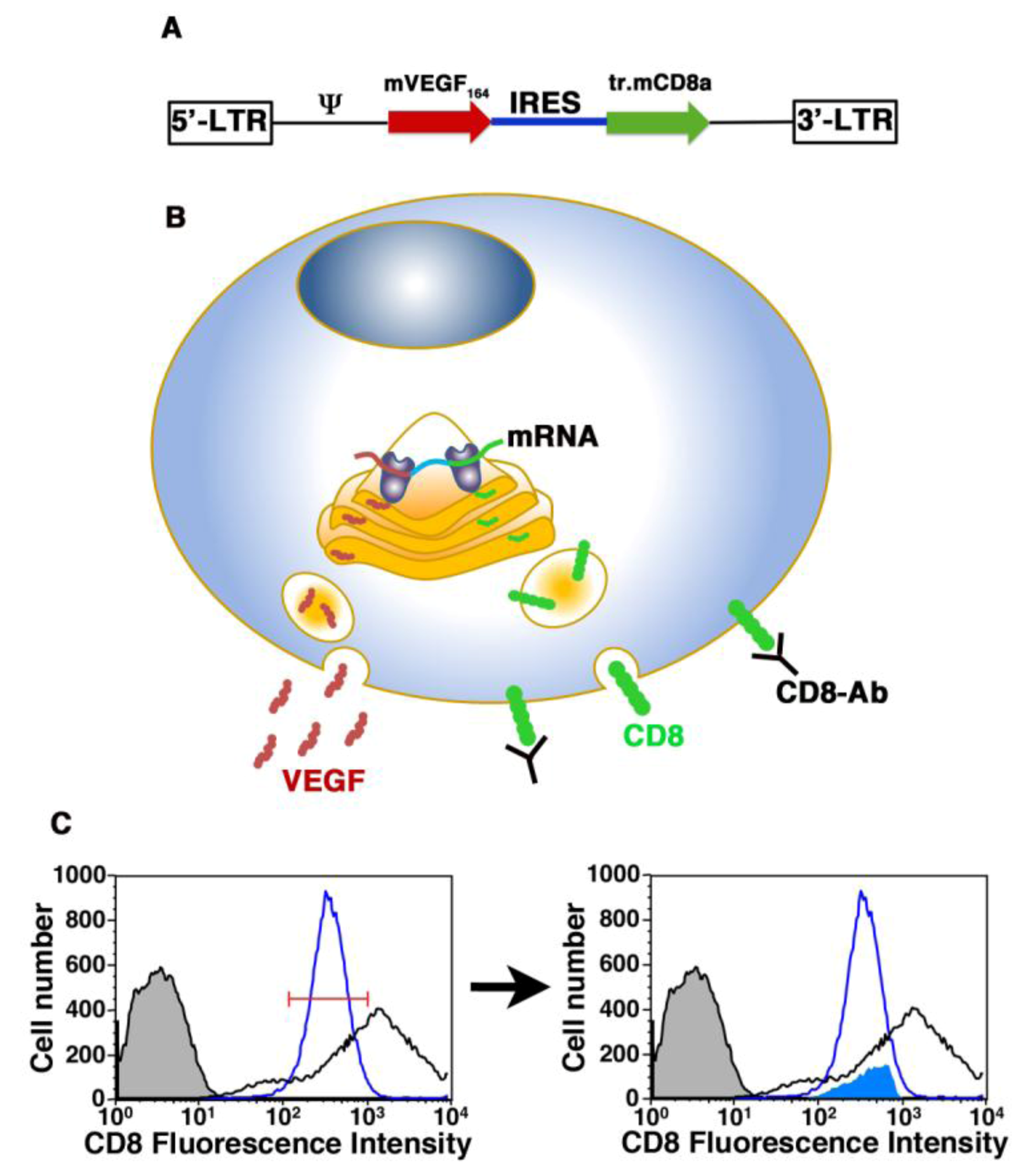 Cells 01 00961 g001