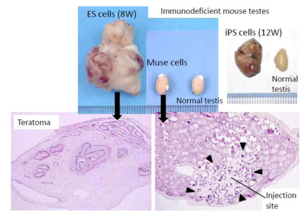 Cells 01 01045 g003