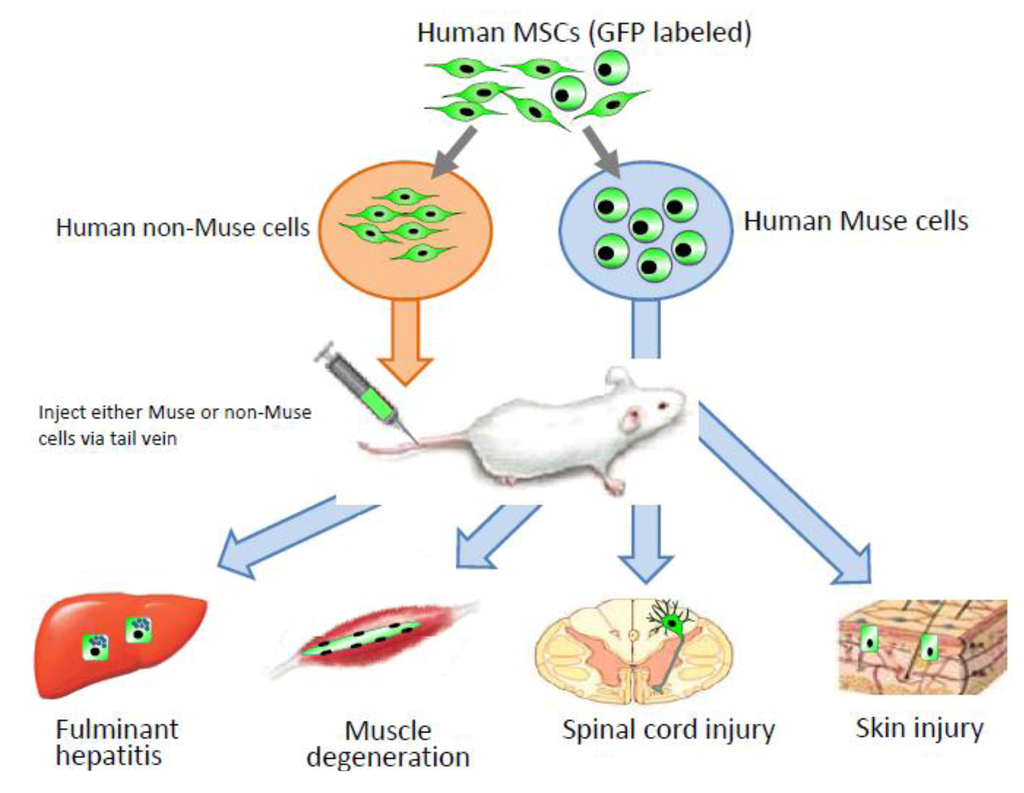 Special Issue Tissue and Organ Regeneration Biology Diagrams