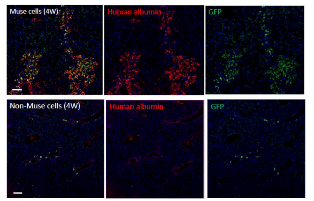Cells 01 01045 g006