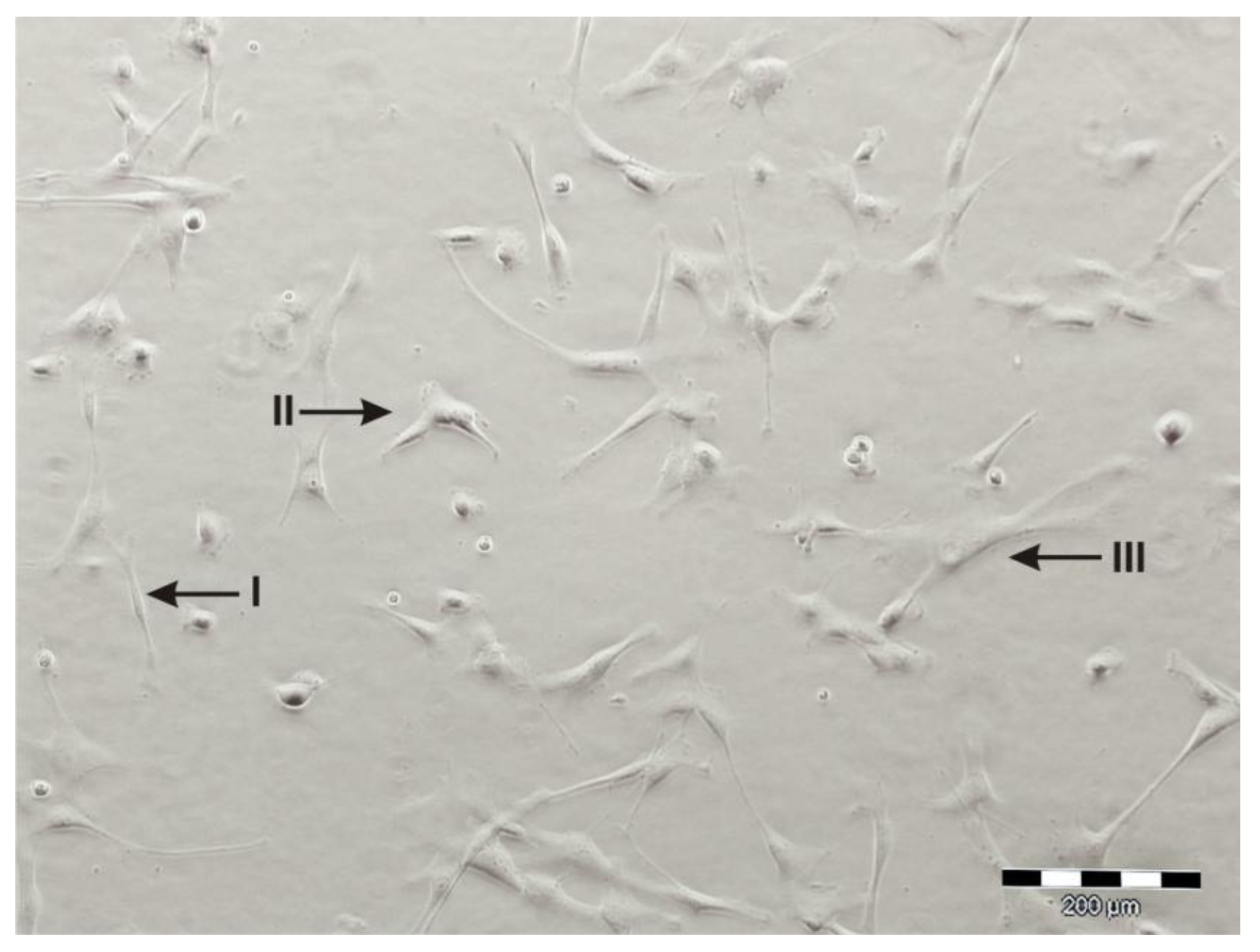 Cells 01 01061 g002