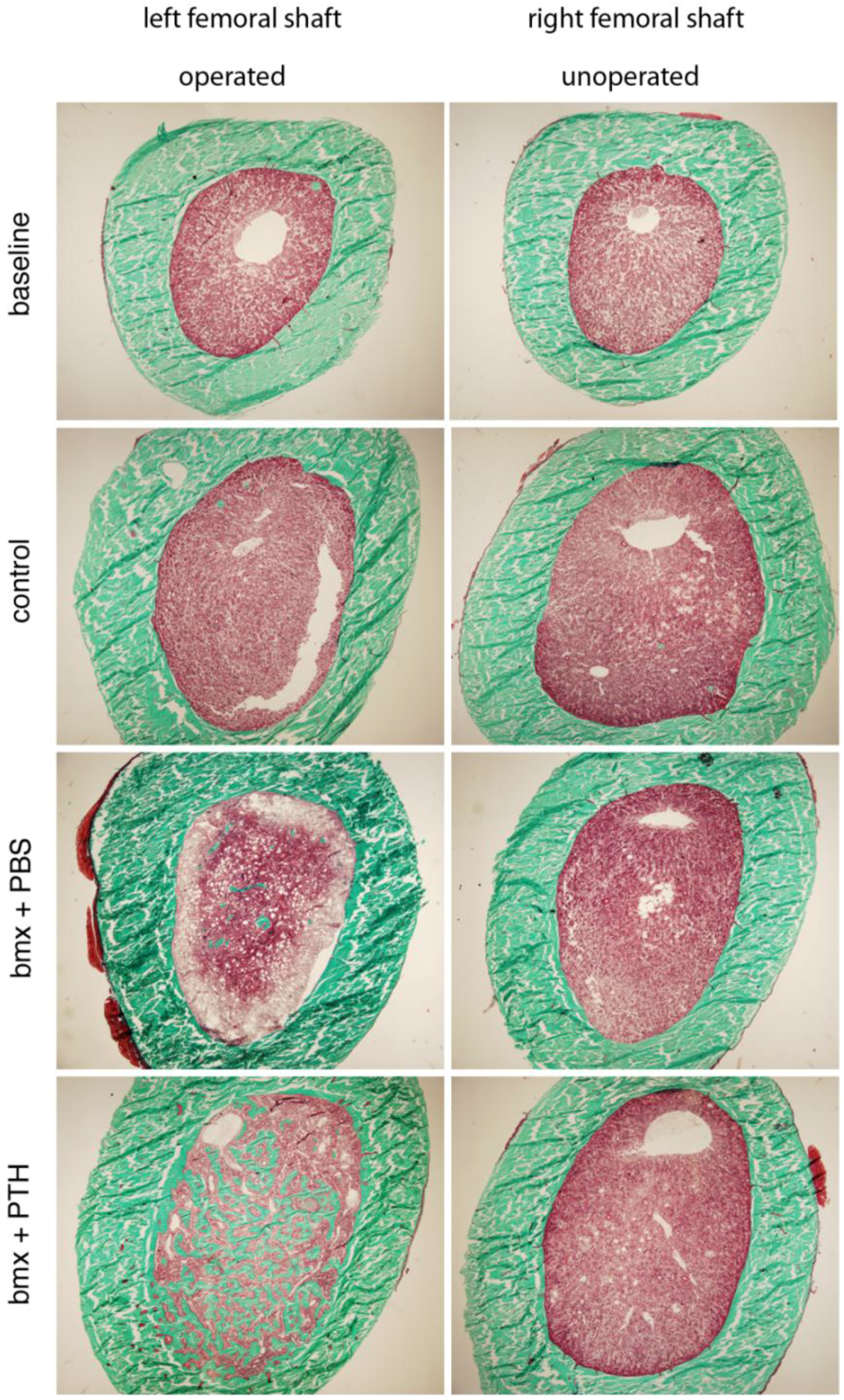 Cells 01 01168 g004