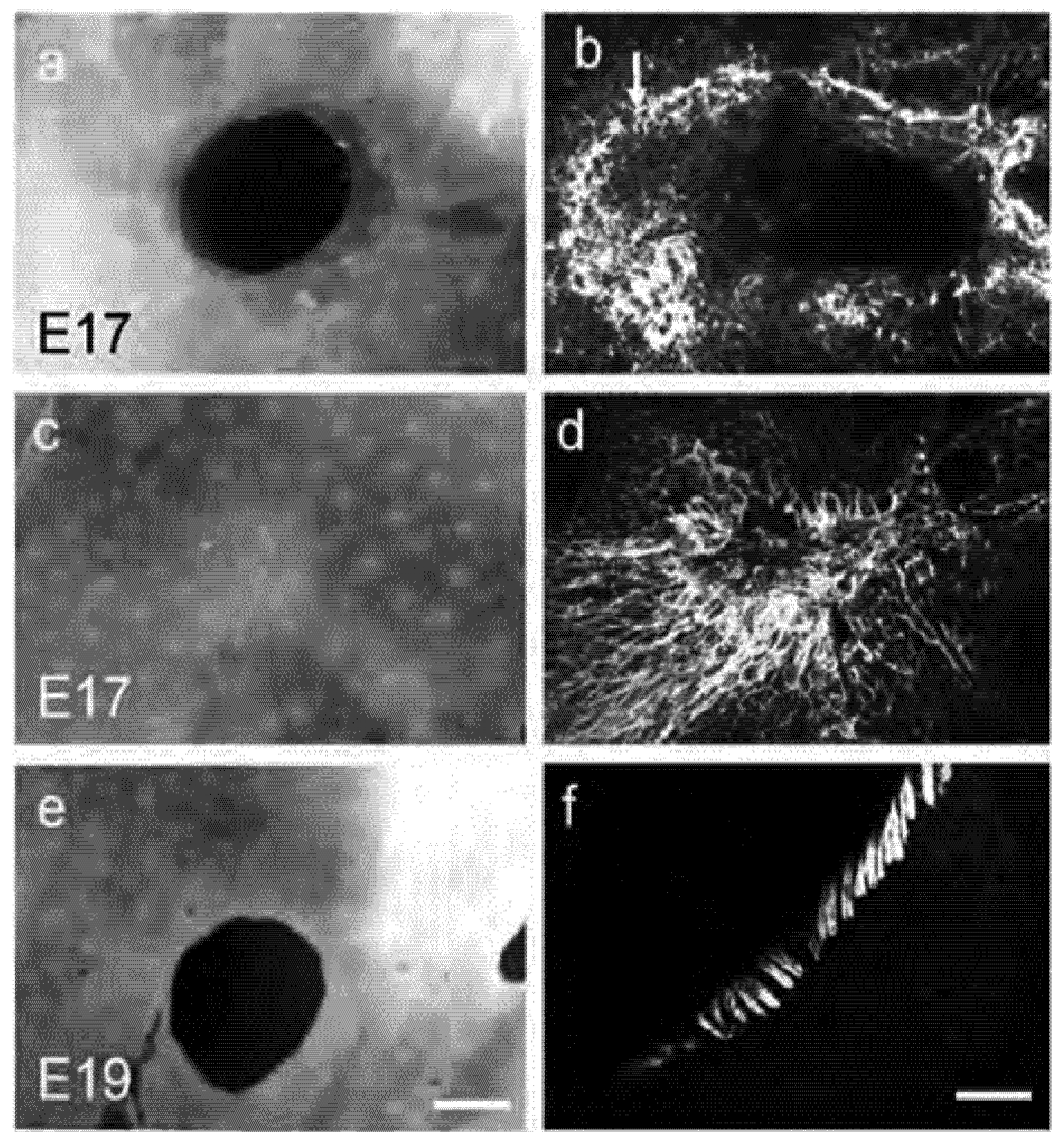 Cells 01 01313 g003