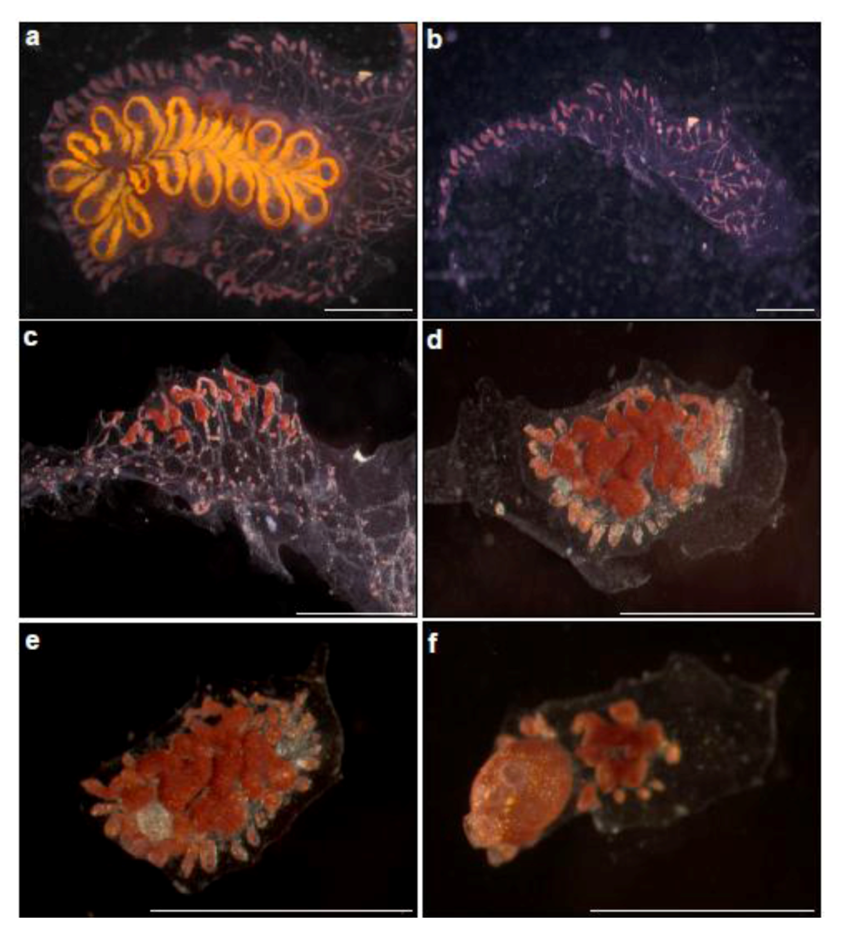 Cells 02 00001 g002