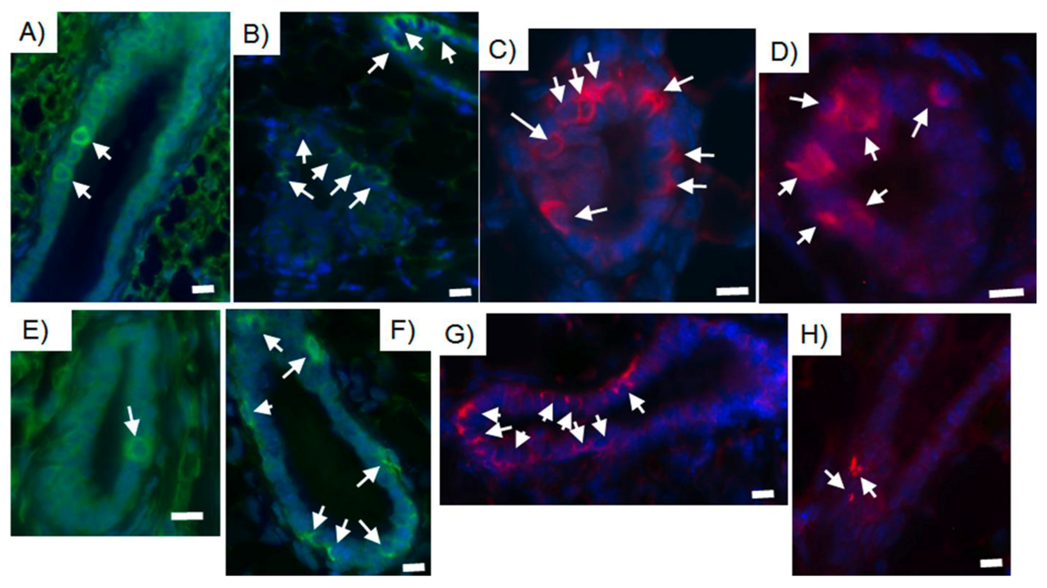 Cells 02 00043 g004