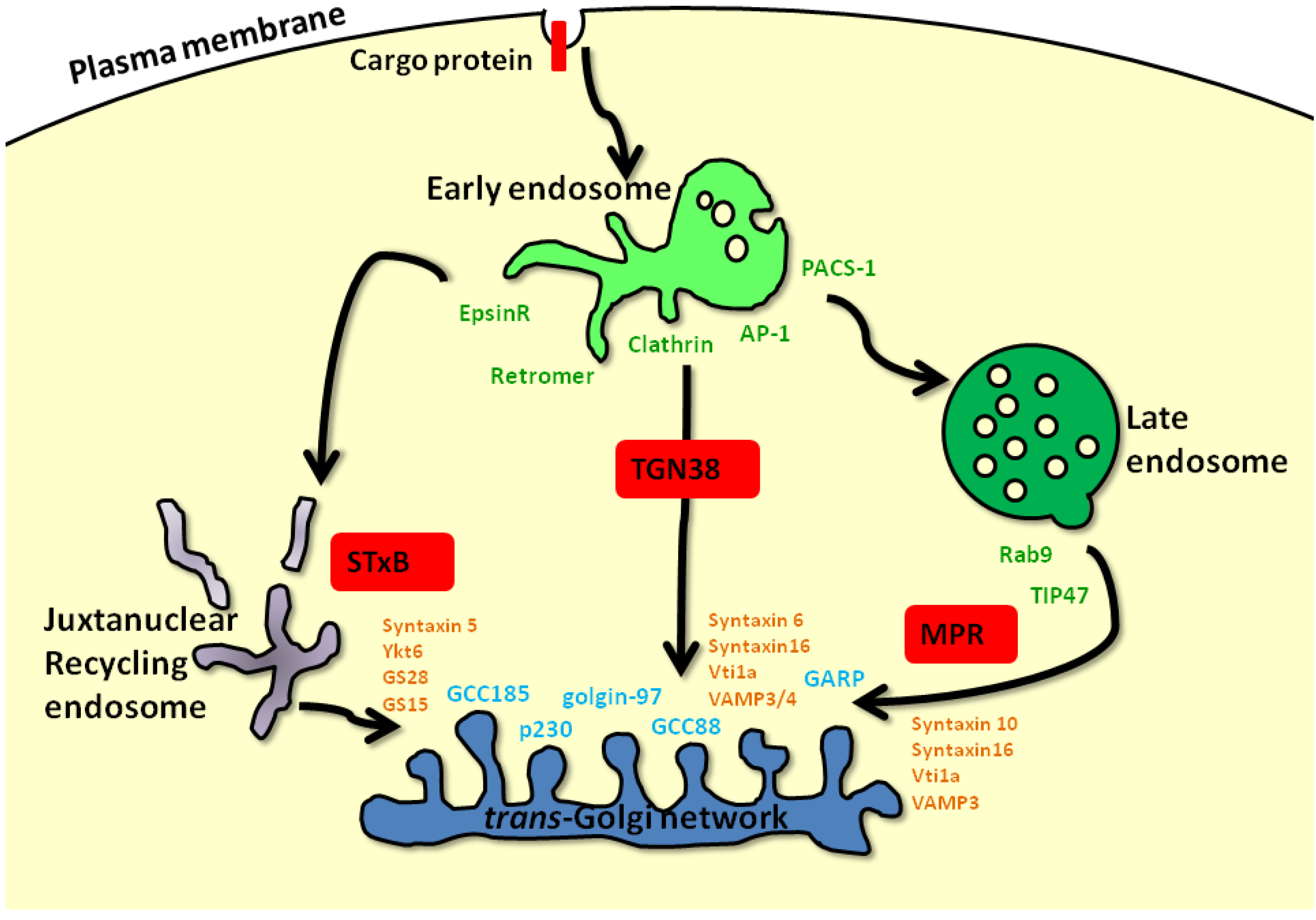 Cells Free FullText Imaging and Quantitation Techniques for