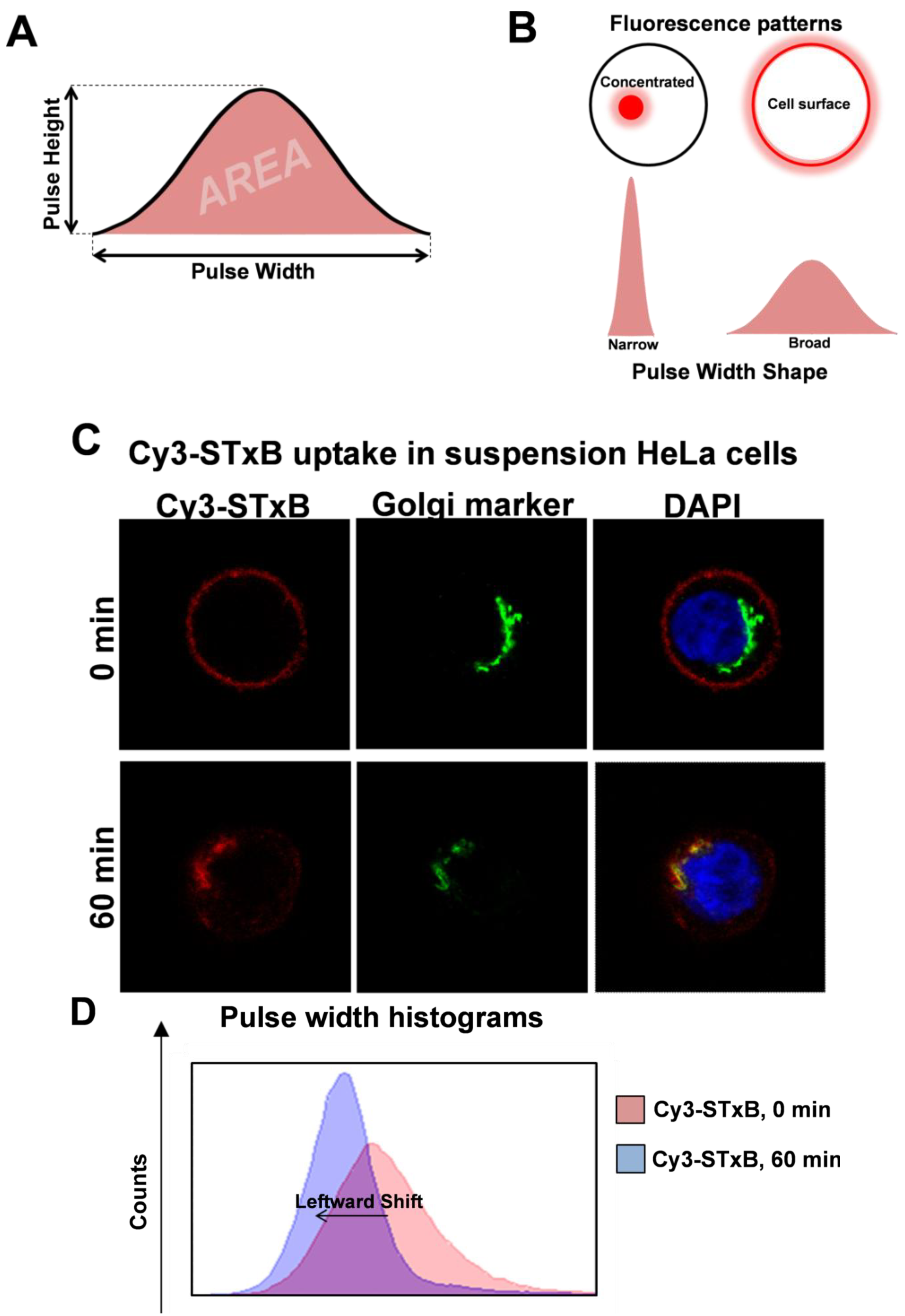 Cells 02 00105 g002 1024