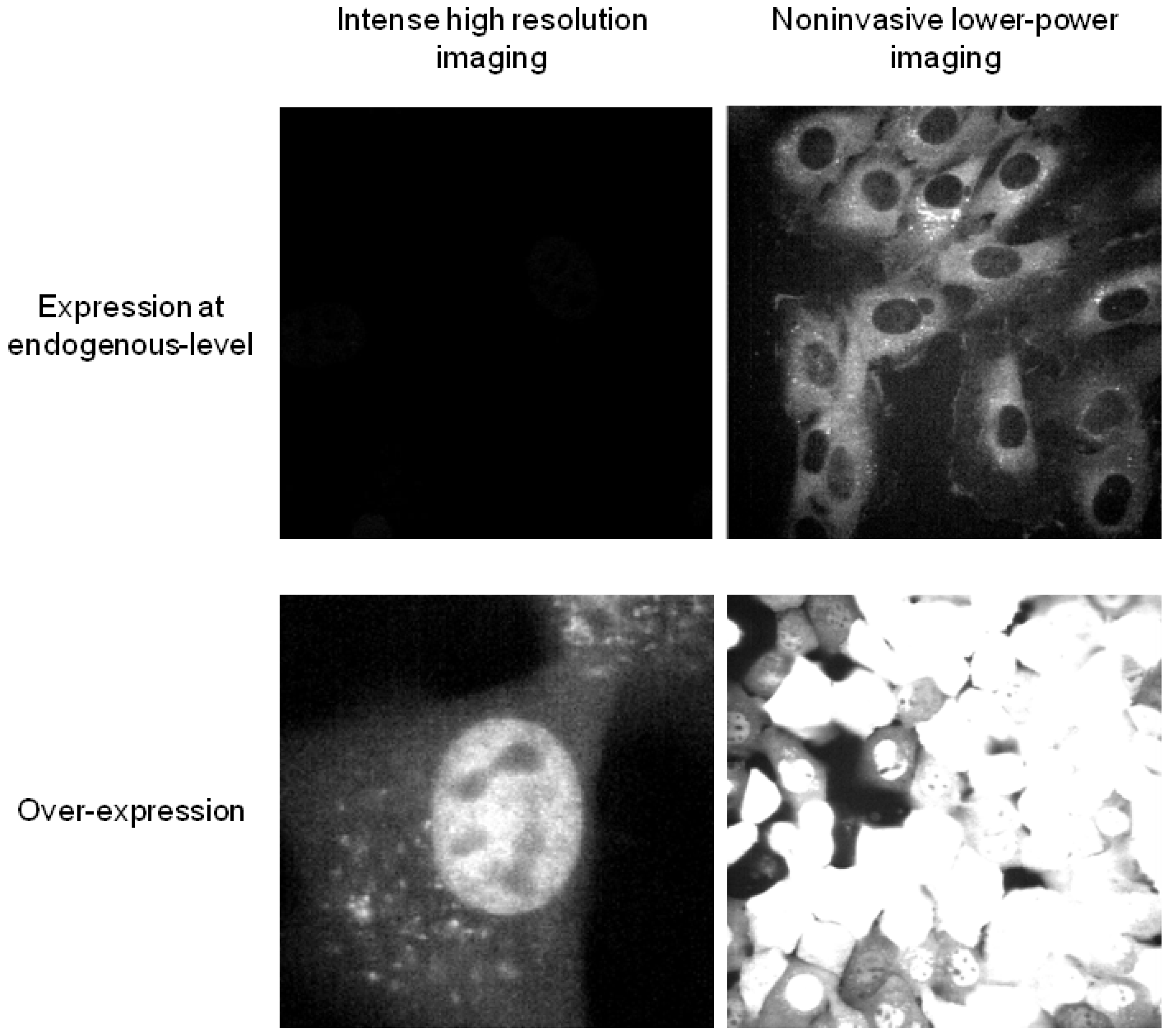 Cells 02 00284 g001 1024