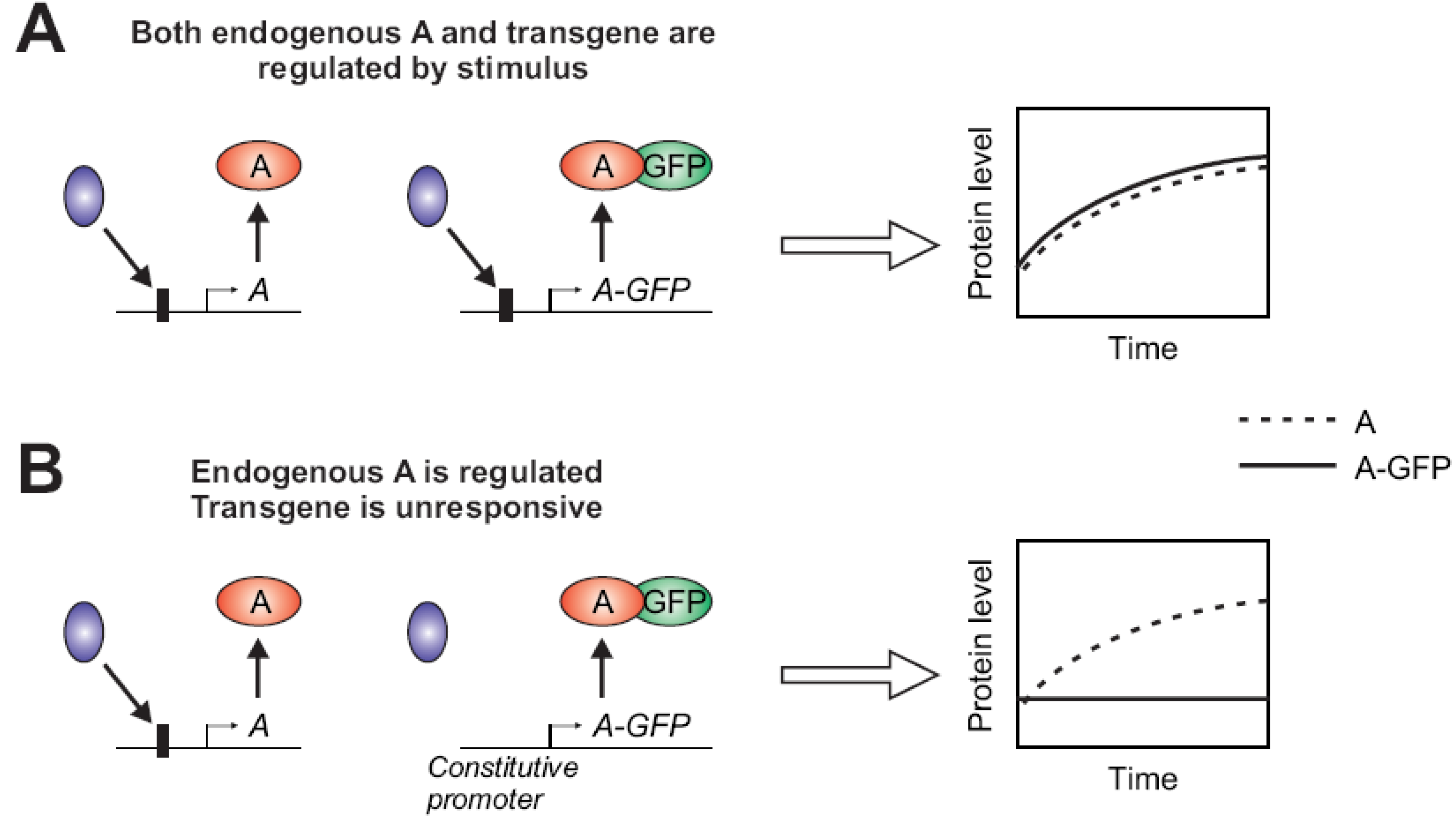 Cells 02 00284 g002 1024