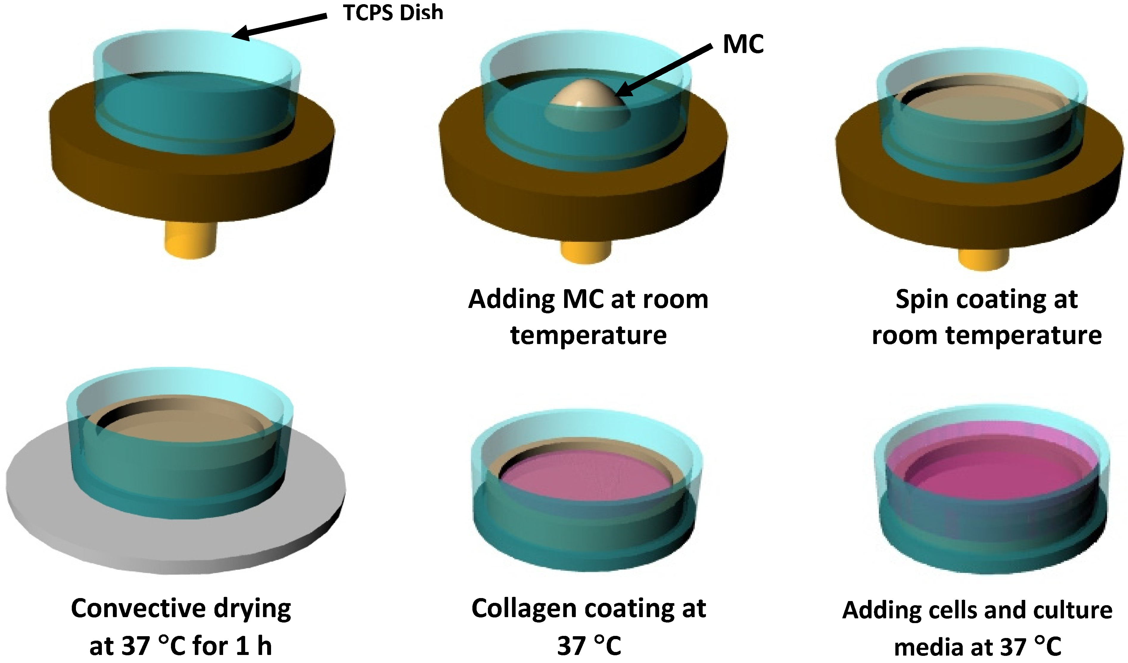 Cells 02 00460 g001