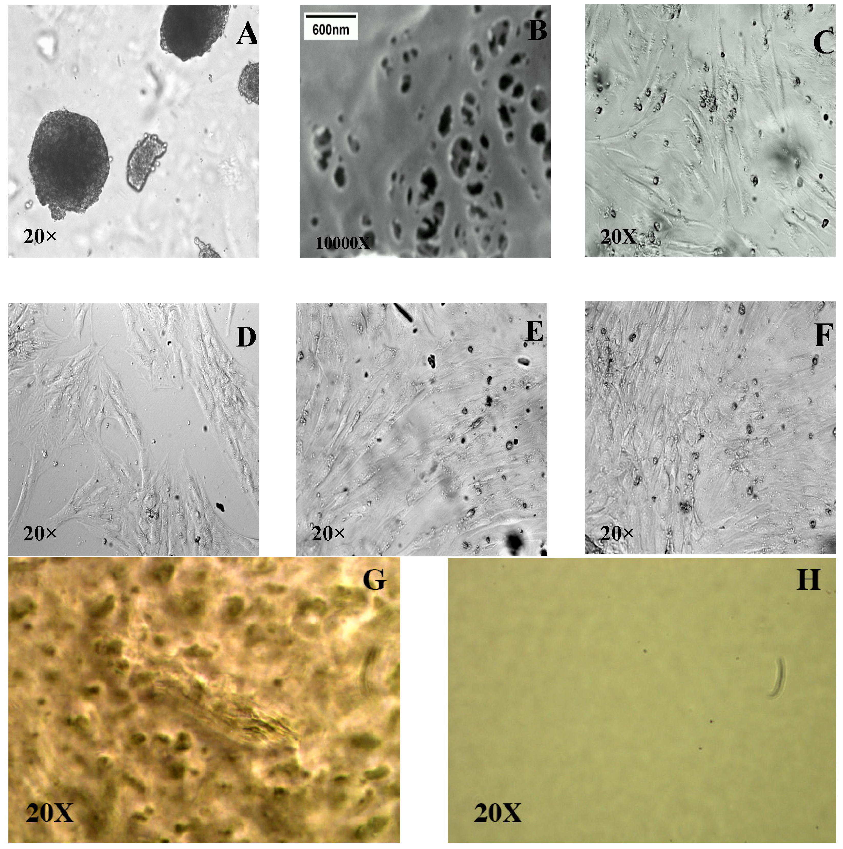 Cells 02 00460 g005