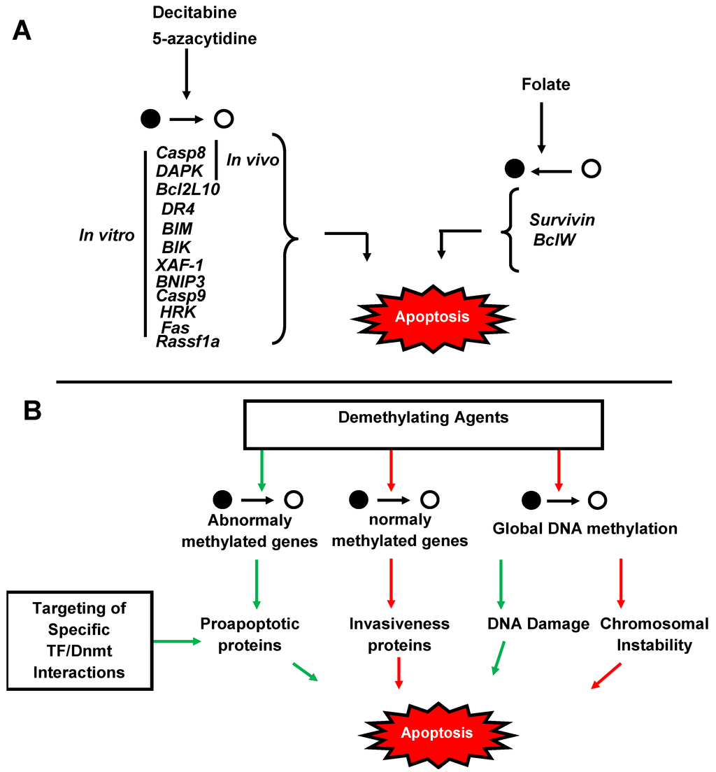DNA Methylation and Apoptosis Resistance in Cancer Cells