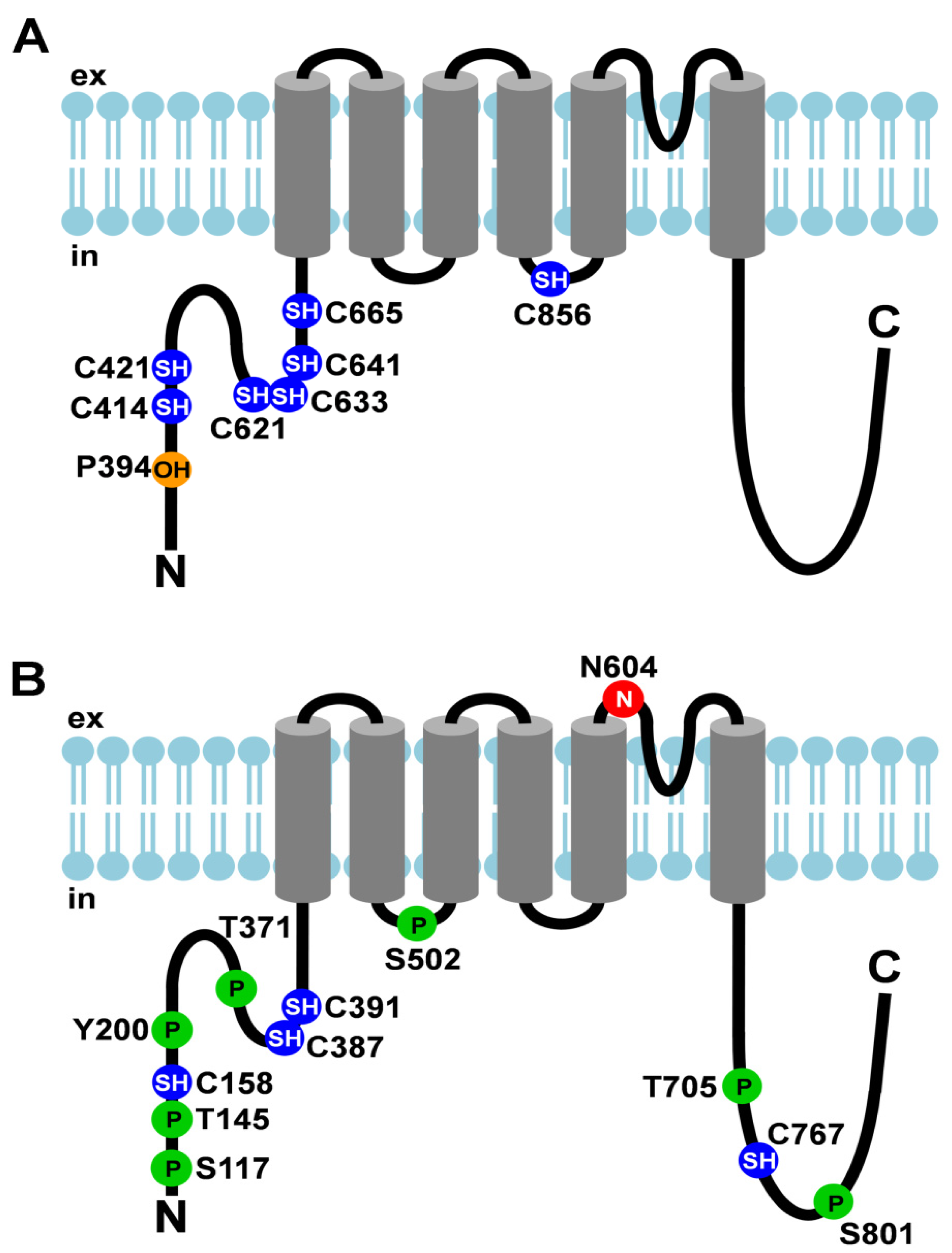 Cells | Free Full-Text | Post-Translational Modifications of TRP Channels Cells | Free Full-Text | Post-Translational Modifications of TRP Channels