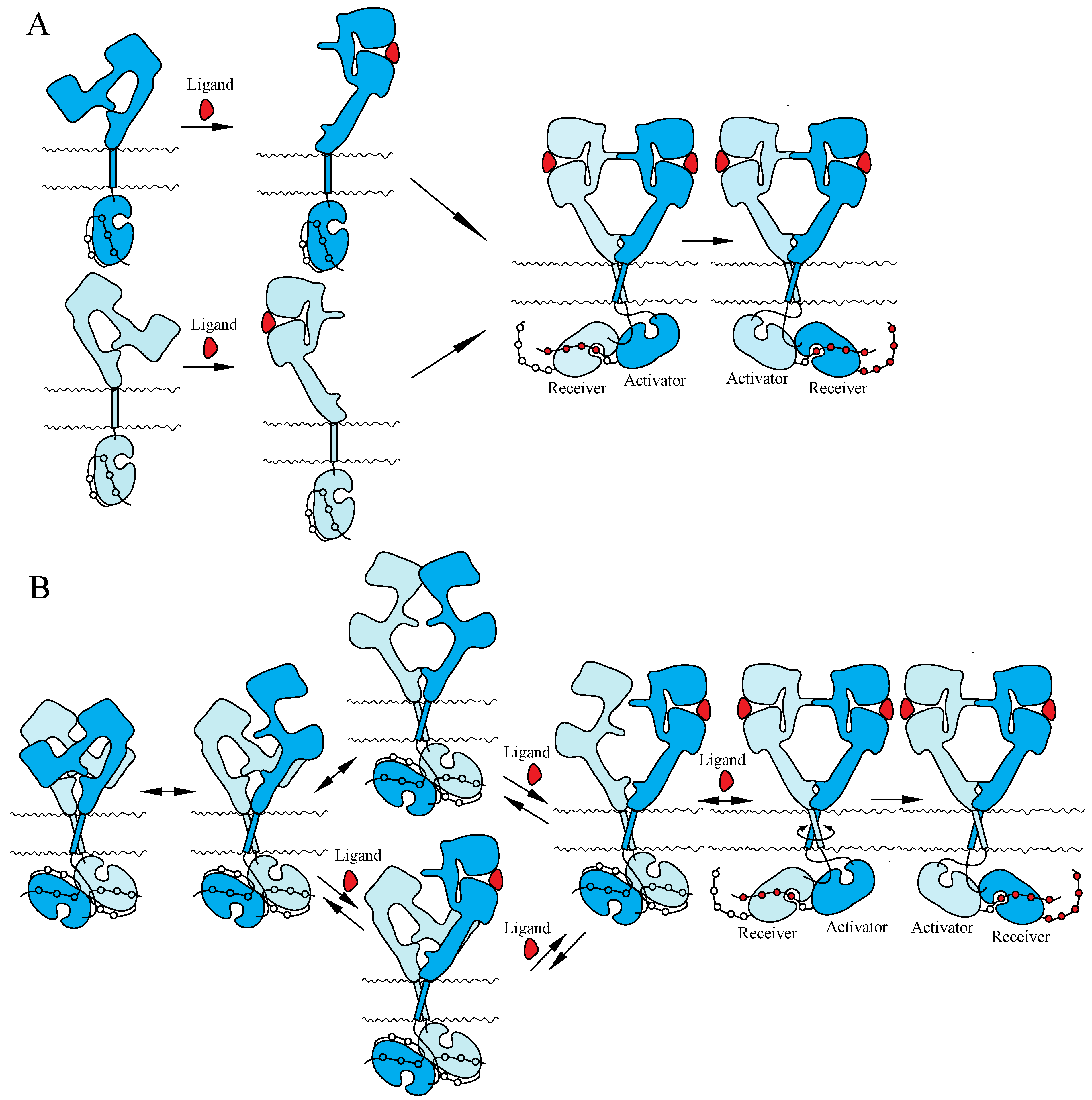 Cells 03 00304 g003