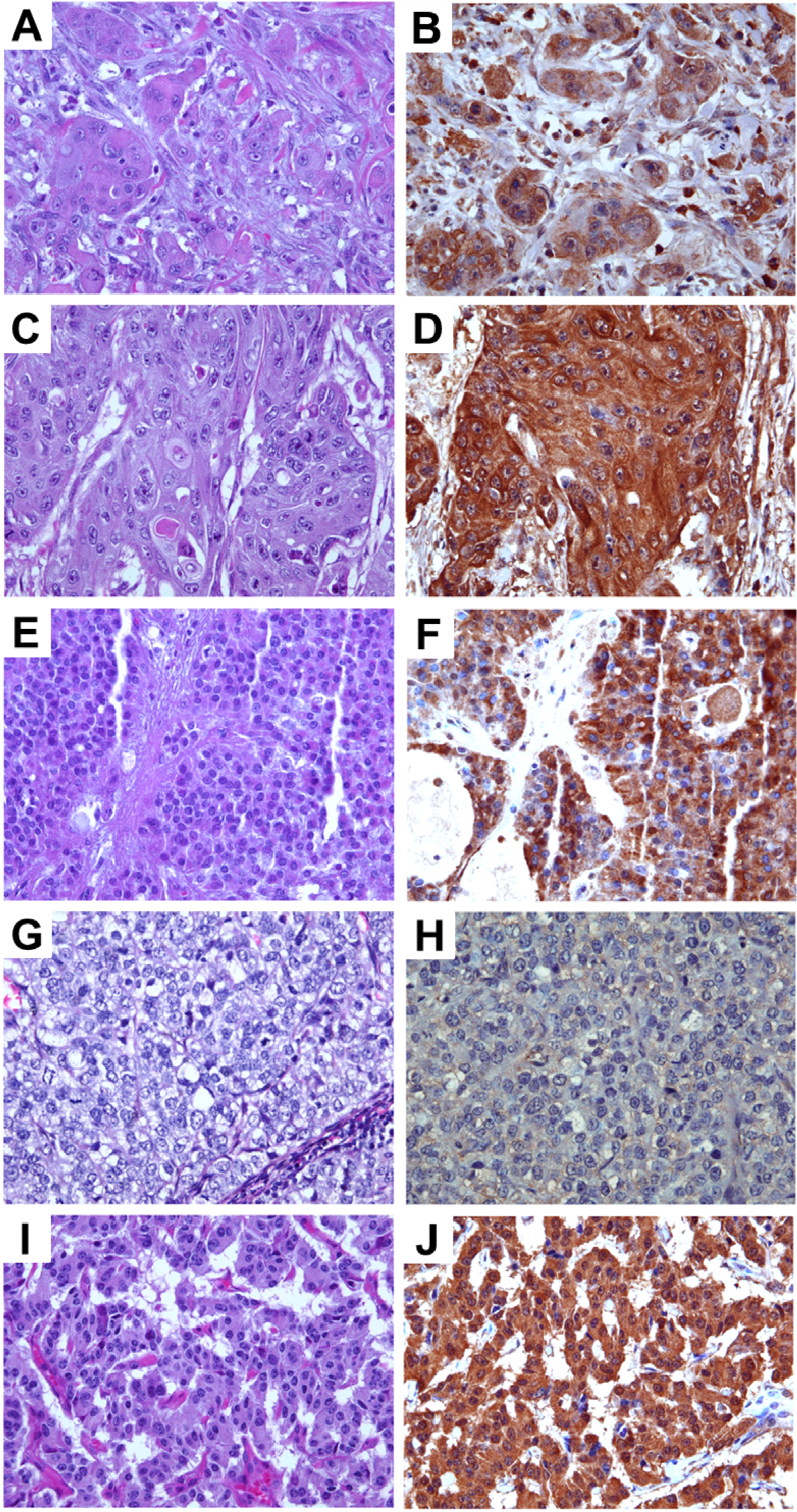 Cells 03 00500 g002 1024
