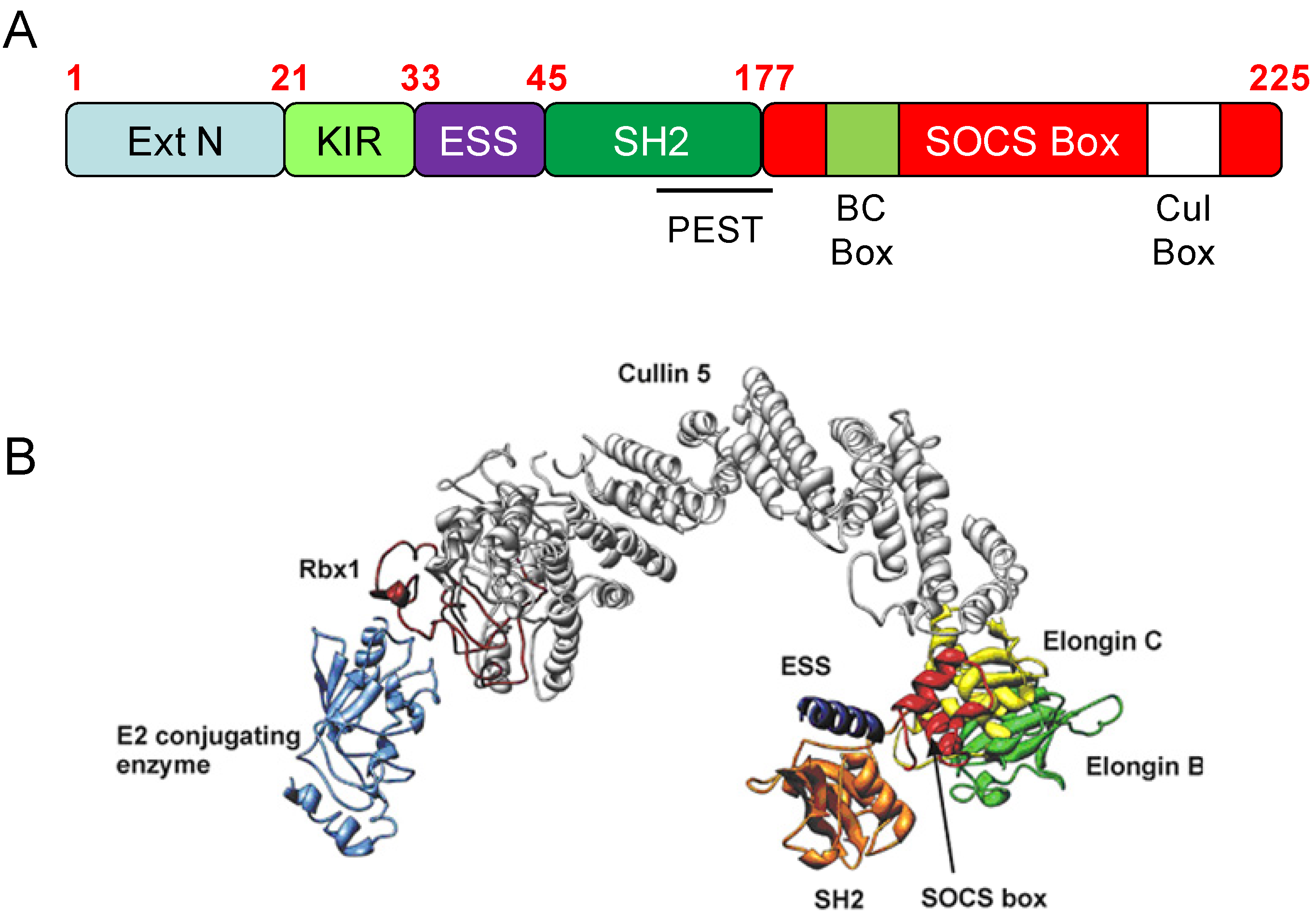 Cells 03 00546 g002