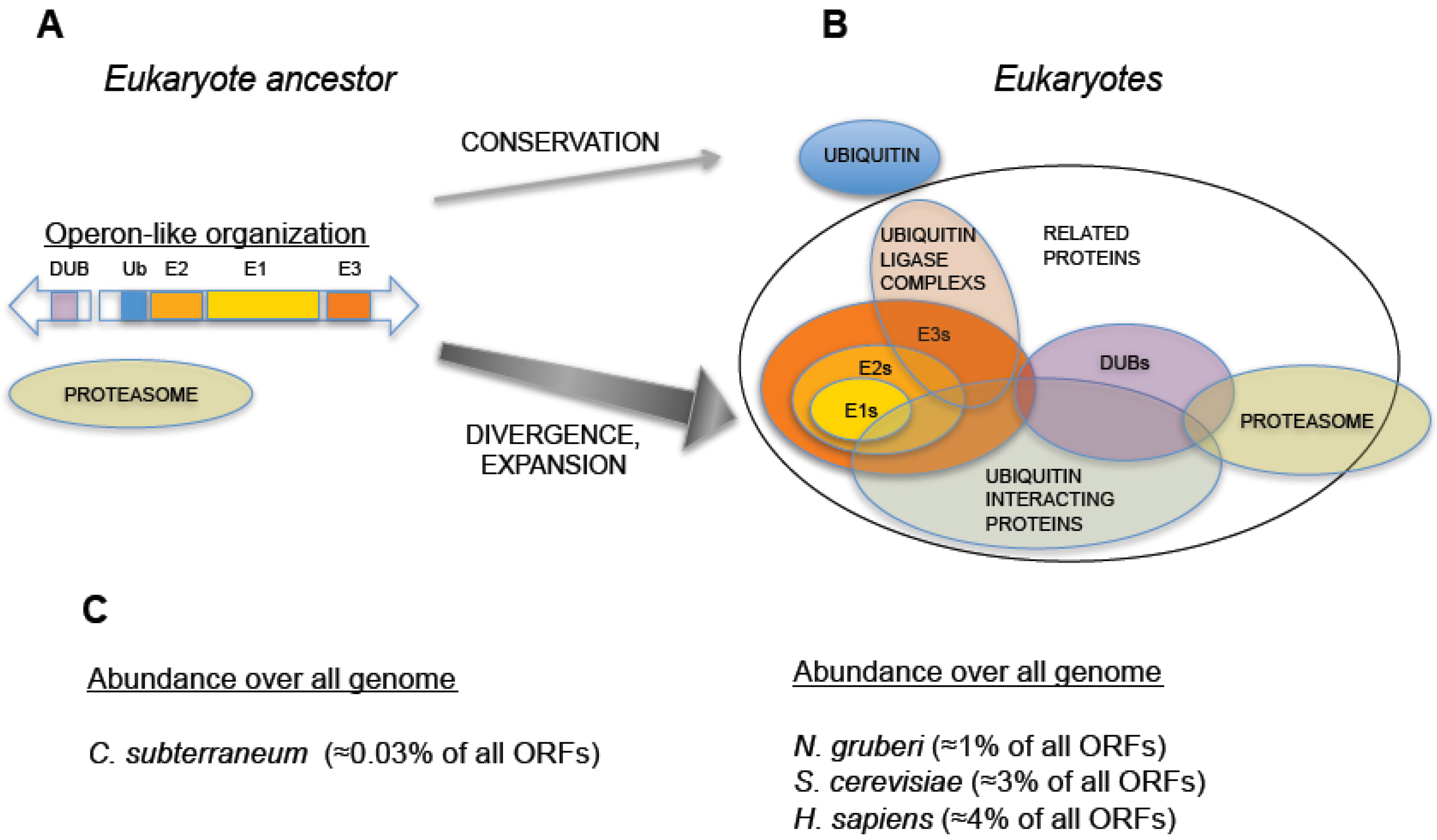 Ubiquitin Signaling: Extreme Conservation as a Source of Diversity Biology Diagrams