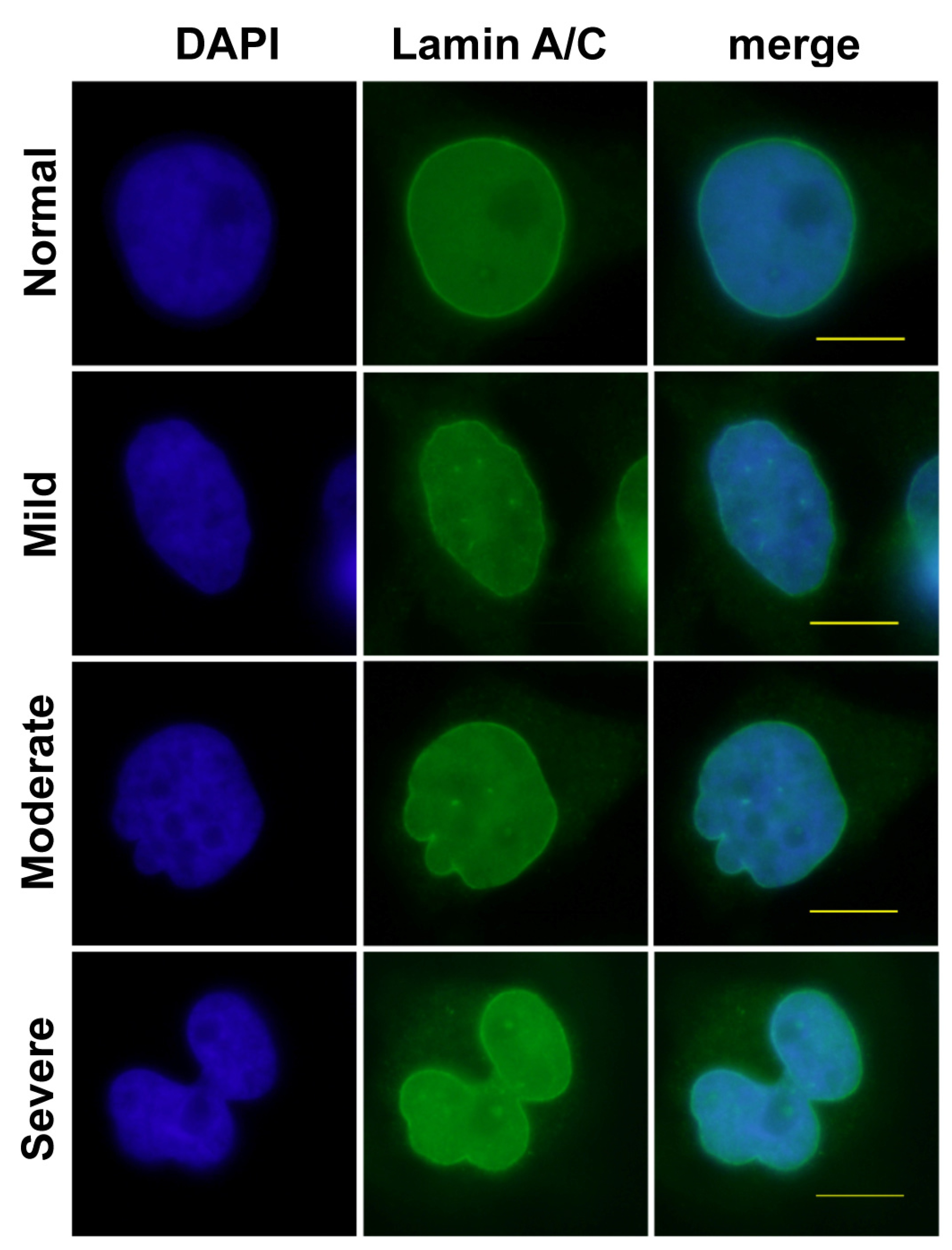 Cells 03 00865 g003