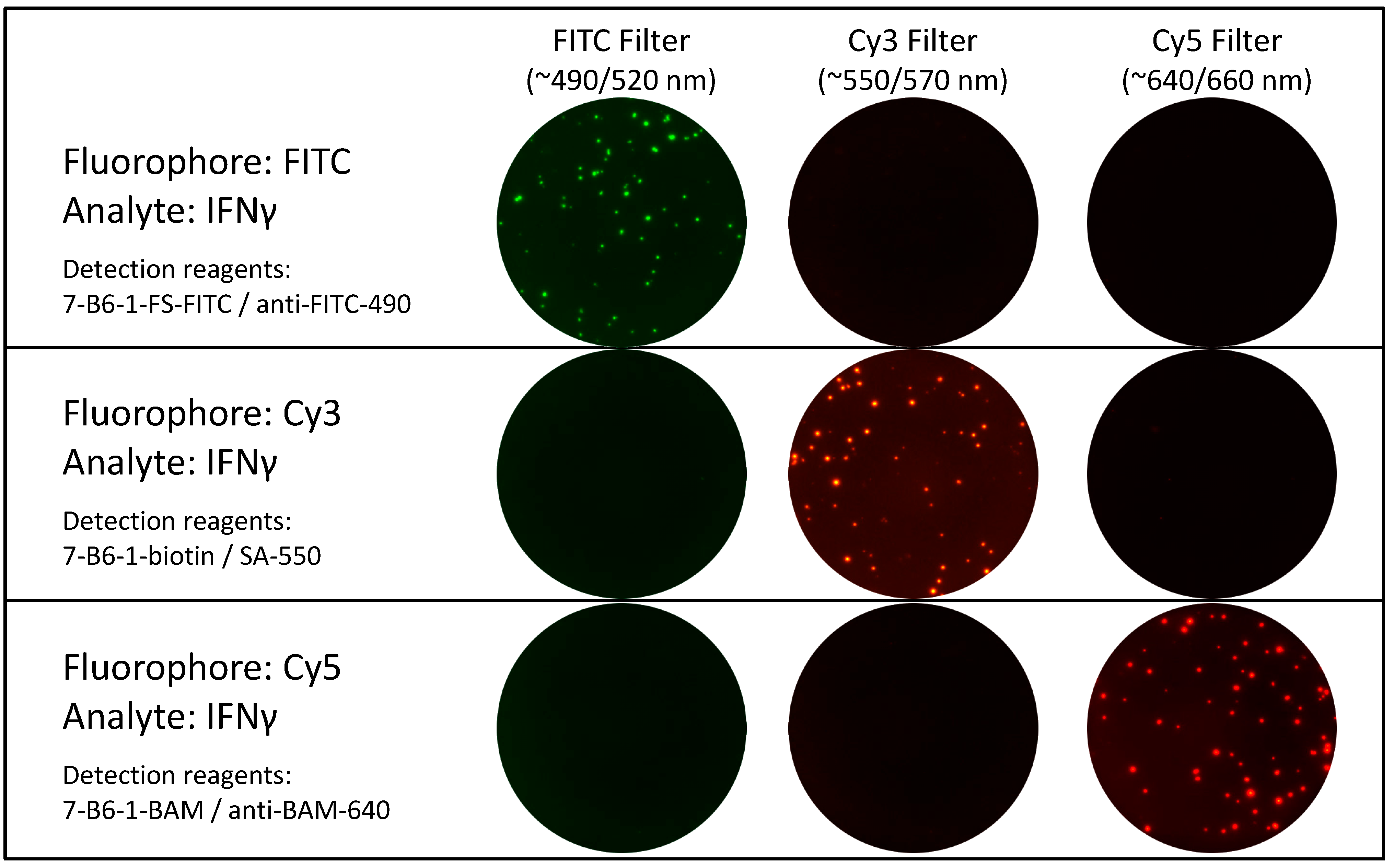 Cells 03 01102 g005
