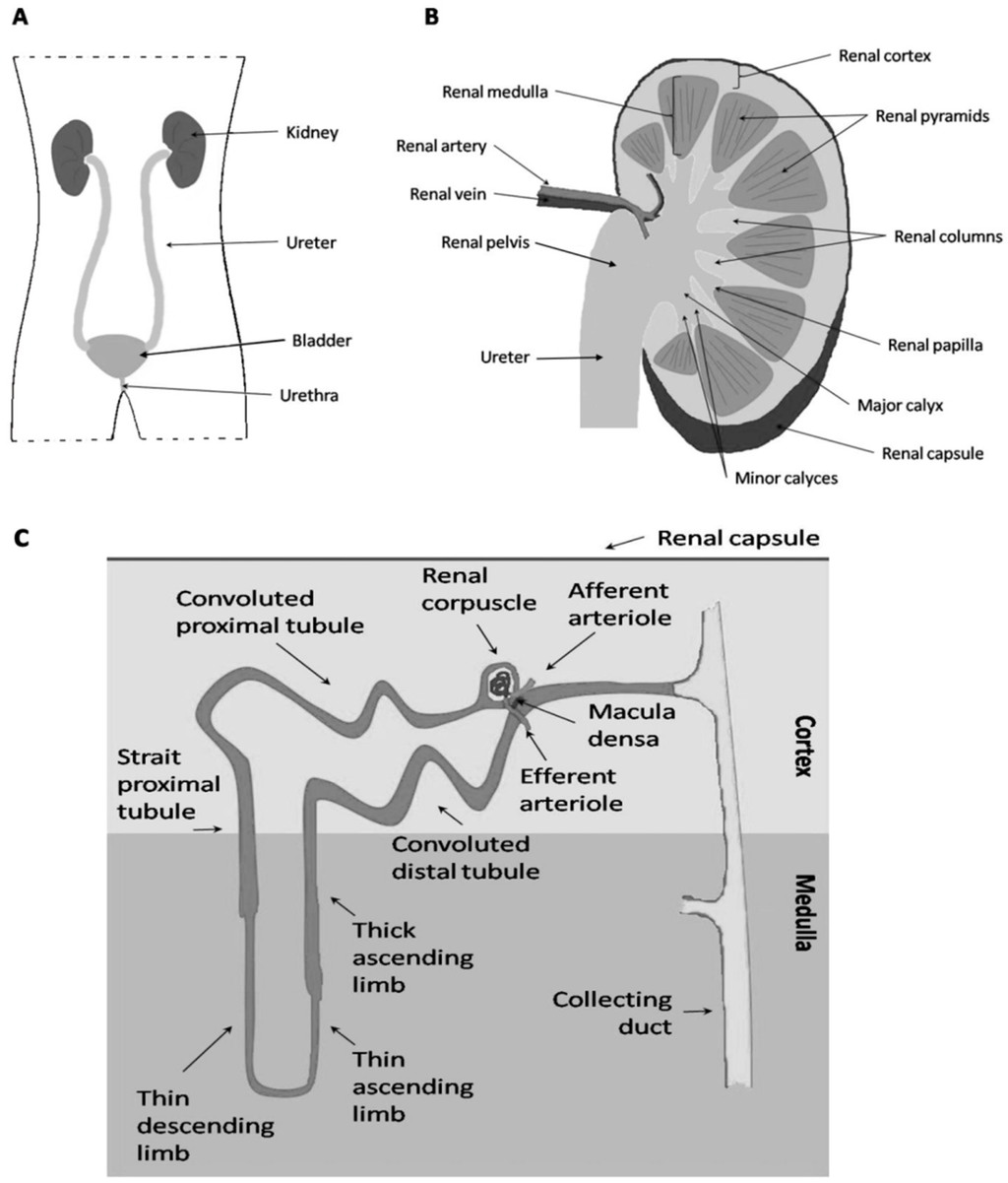 HOXC11 drives lung adenocarcinoma progression through