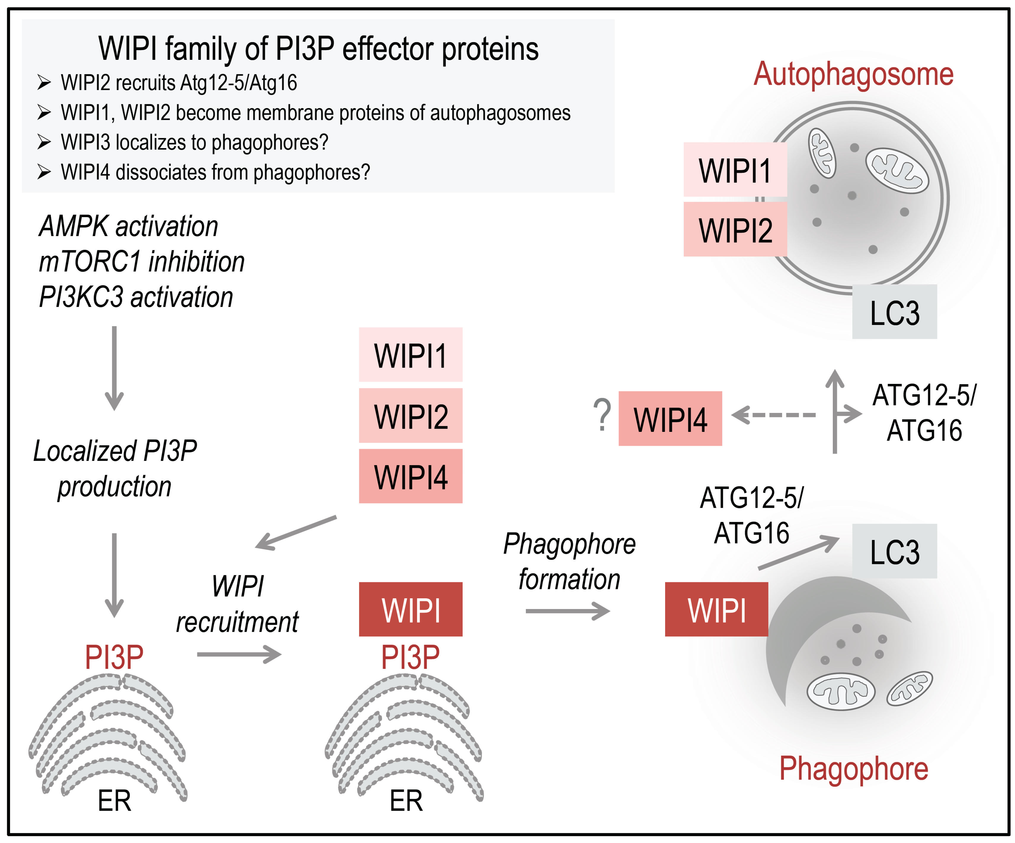Cells 04 00202 g002 1024