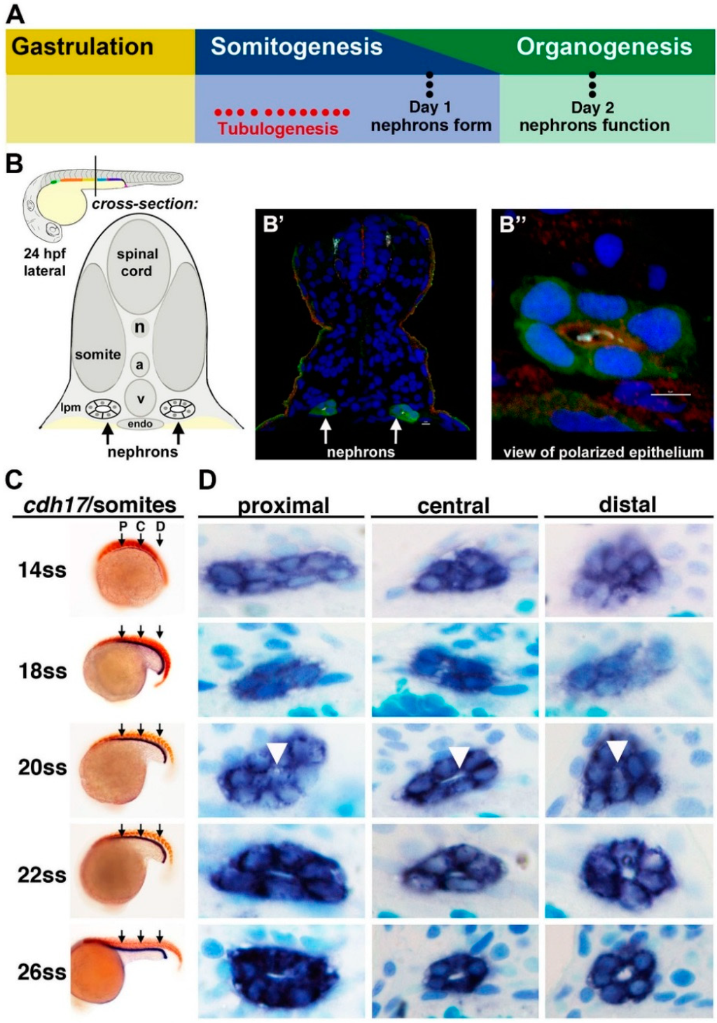 Cells Free FullText Recent Advances in Elucidating the