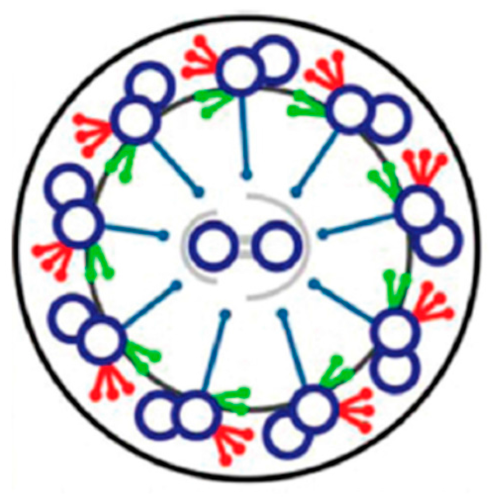 Cells 04 00297 g003