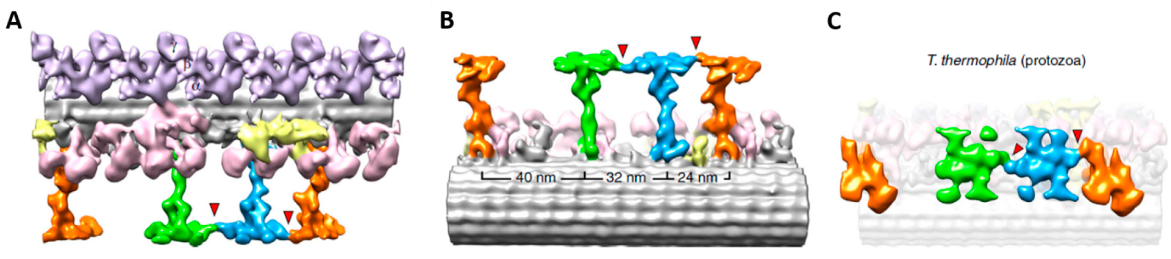 Cells 04 00297 g004
