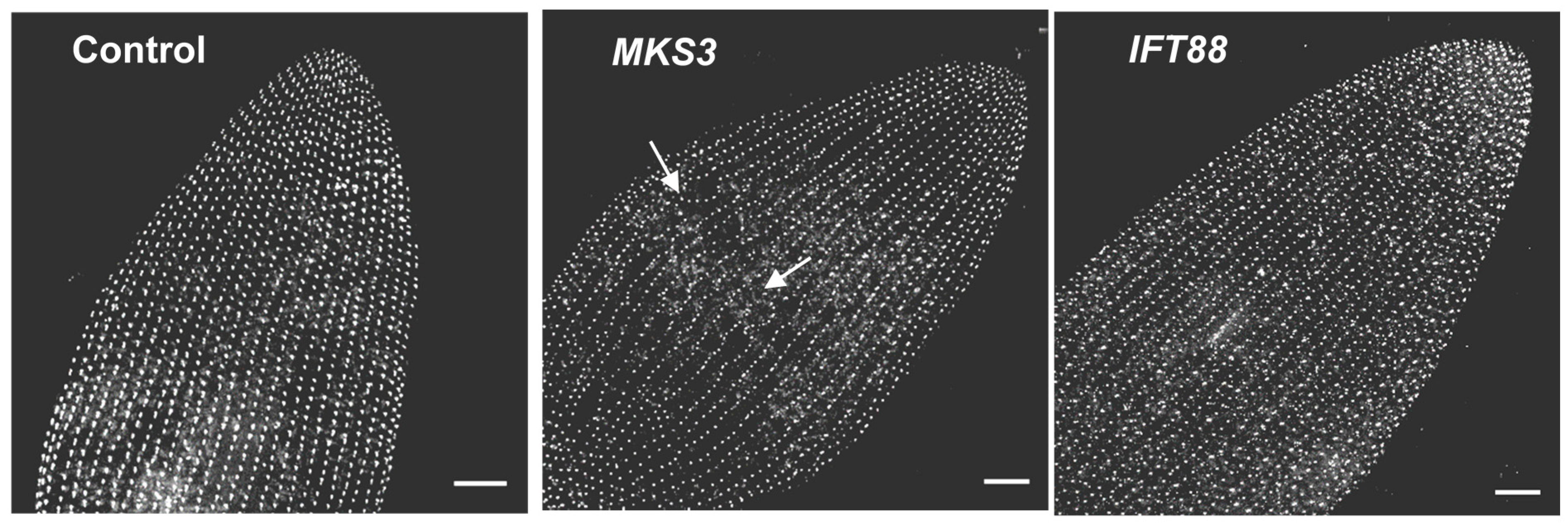 Cells 04 00297 g005